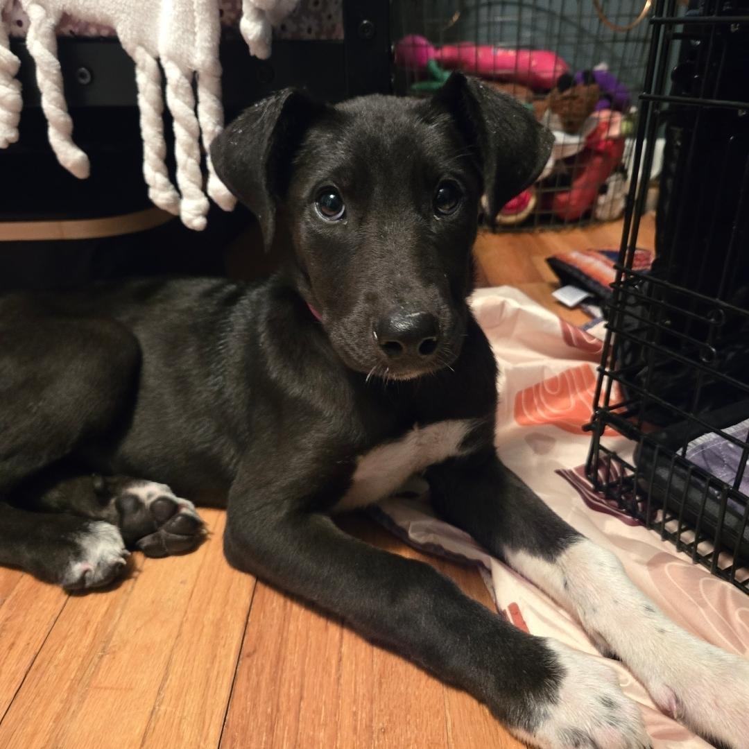 Enlarge Nelly, a ADOPTABLE mixed breed in Lincoln, NE image 5/5