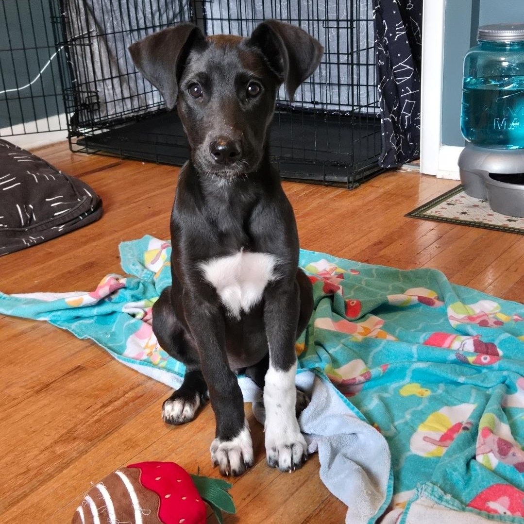 Nelly, adopted, Puppy Female Husky & Great Dane.