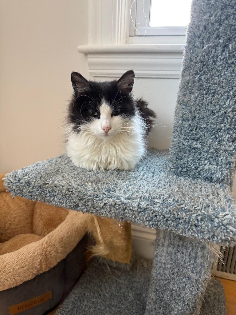 Enlarge Titten, a Adoptable mixed breed in Pawtucket, RI image 1/6