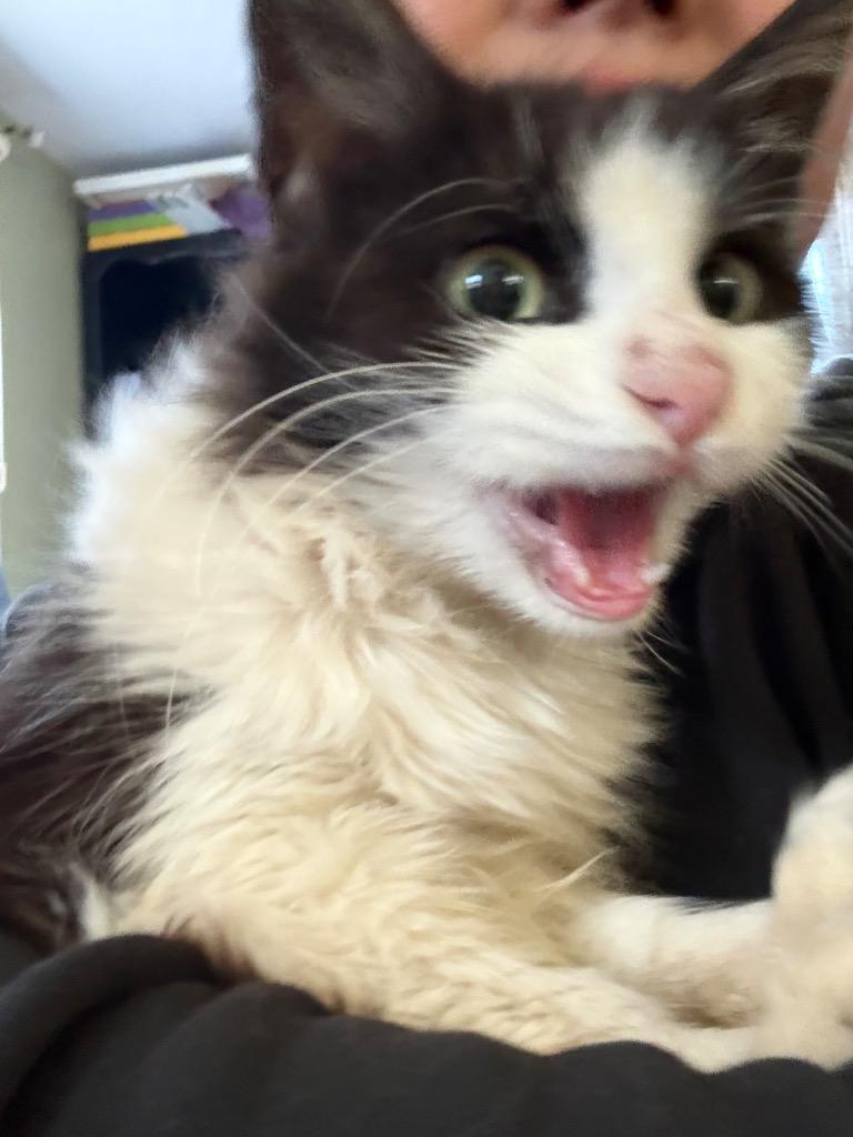 Enlarge Titten, a Adoptable mixed breed in Pawtucket, RI image 1/1