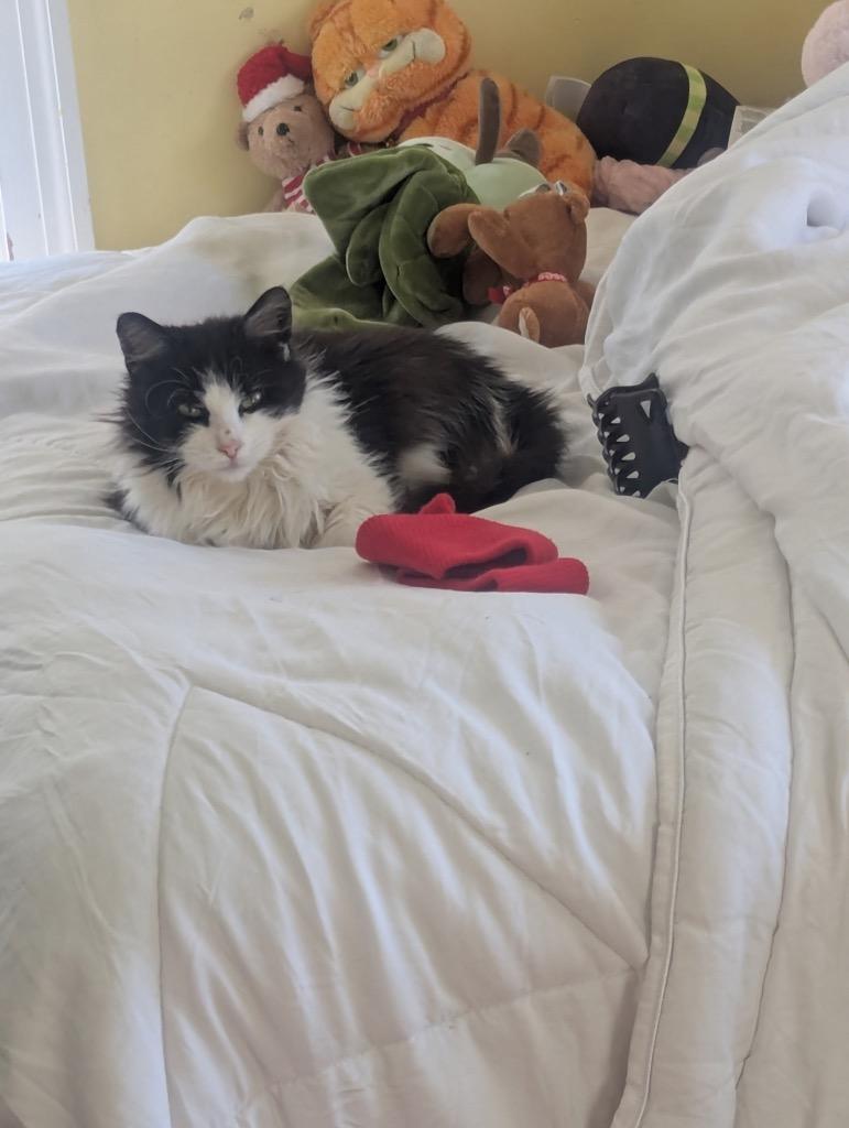 Enlarge Titten, a Adoptable mixed breed in Pawtucket, RI image 2/6