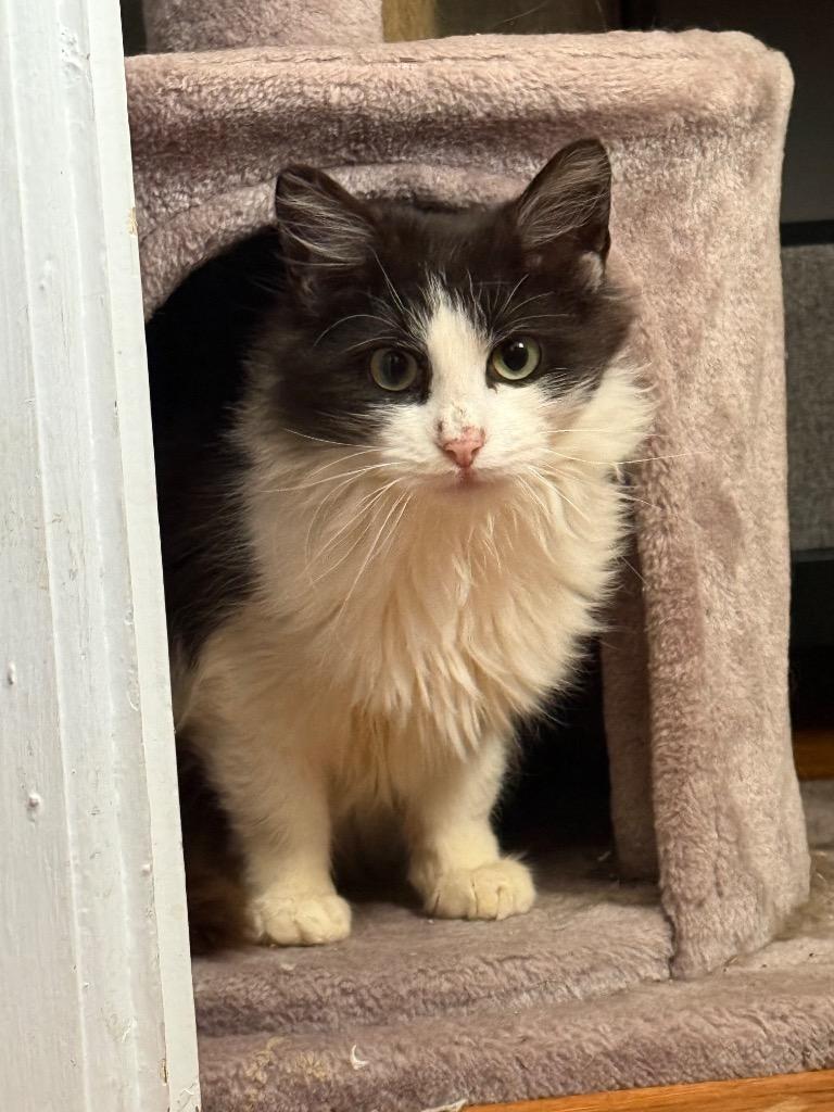 Enlarge Titten, a Adoptable mixed breed in Pawtucket, RI image 3/6