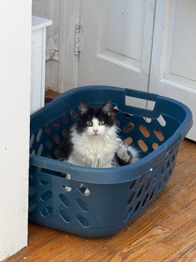 Enlarge Titten, a Adoptable mixed breed in Pawtucket, RI image 6/6