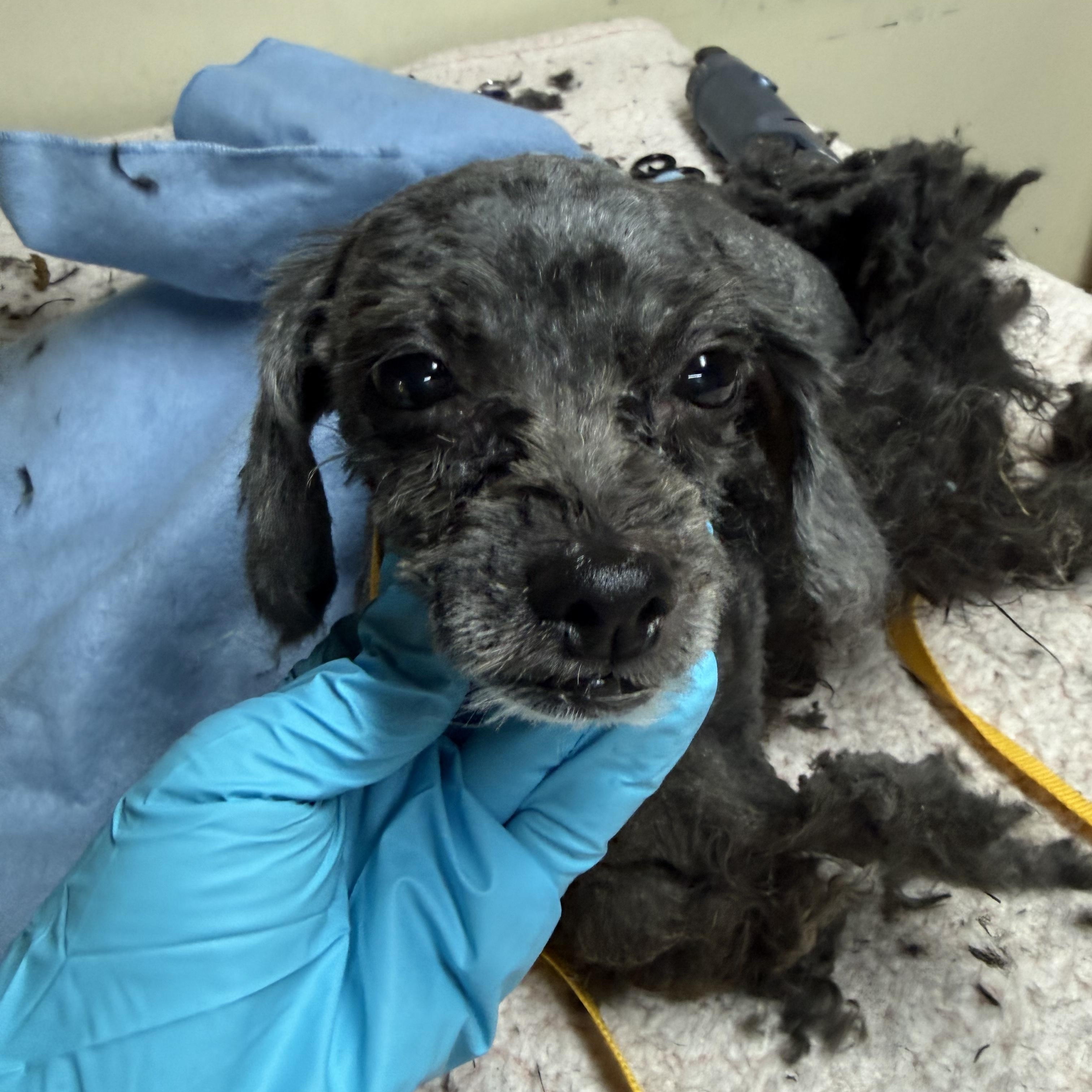 Enlarge Little Bear, an adopted Poodle (Toy) in Stamford, CT image 3/6