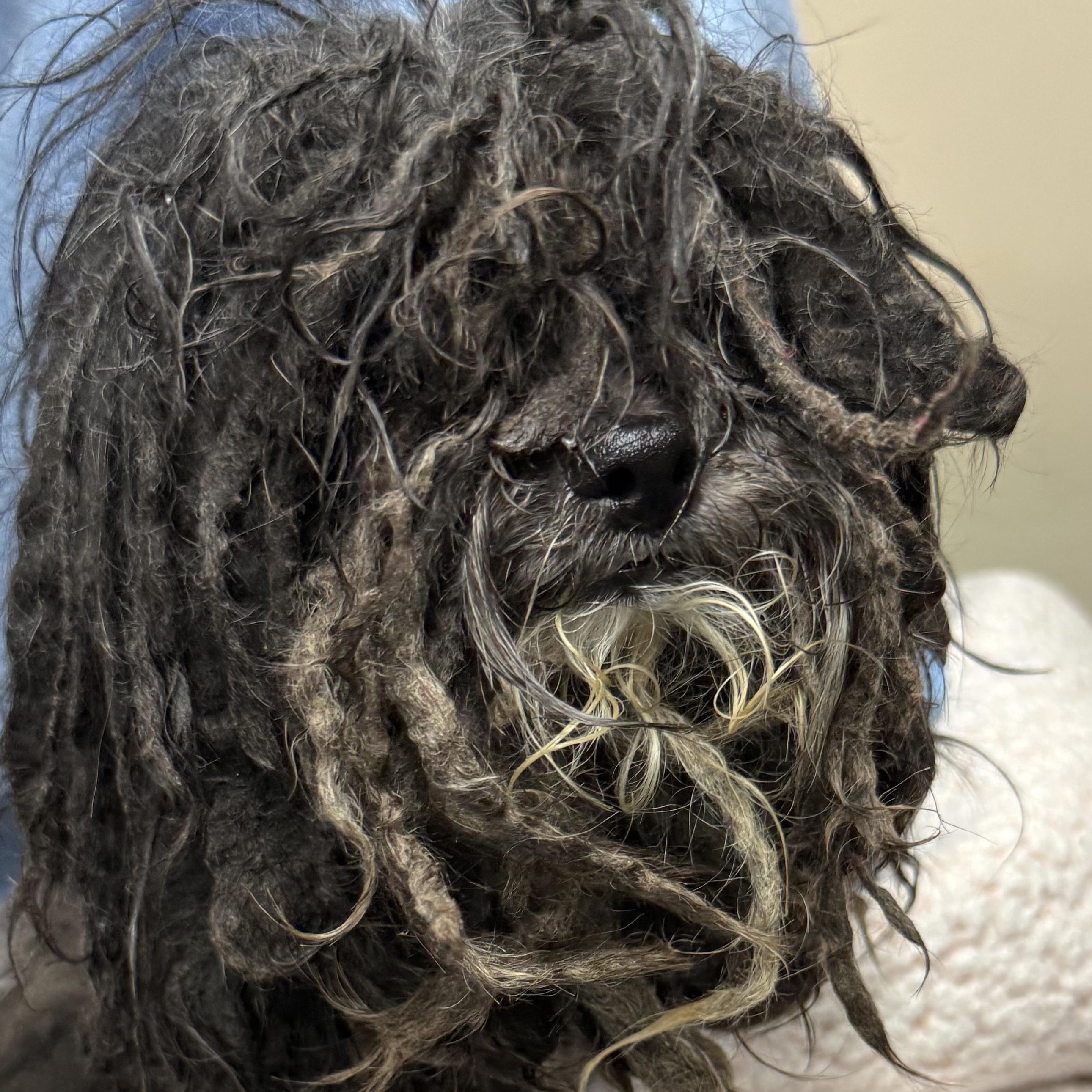 Enlarge Little Bear, an adopted Poodle (Toy) in Stamford, CT image 2/6