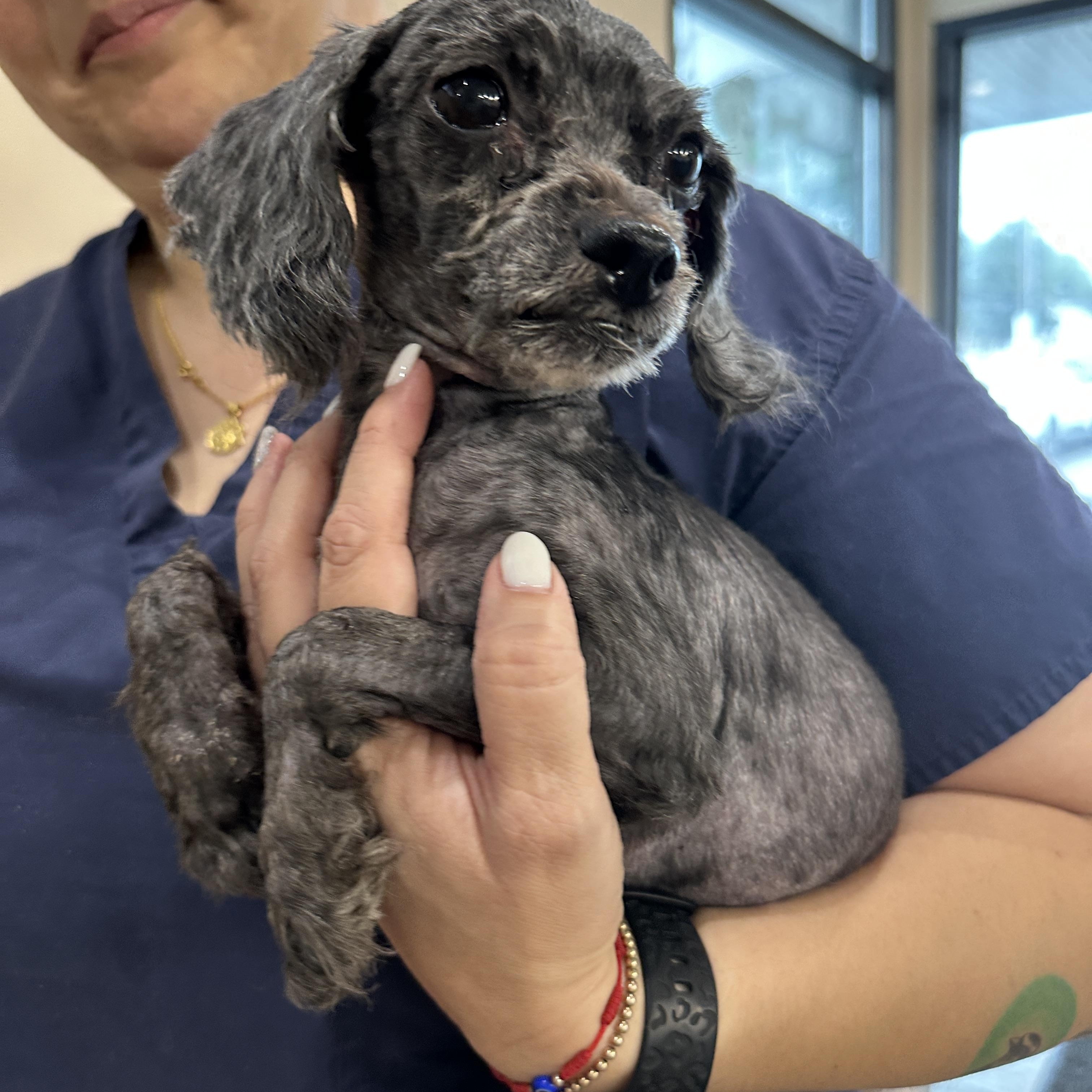 Enlarge Little Bear, an adopted Poodle (Toy) in Stamford, CT image 5/6