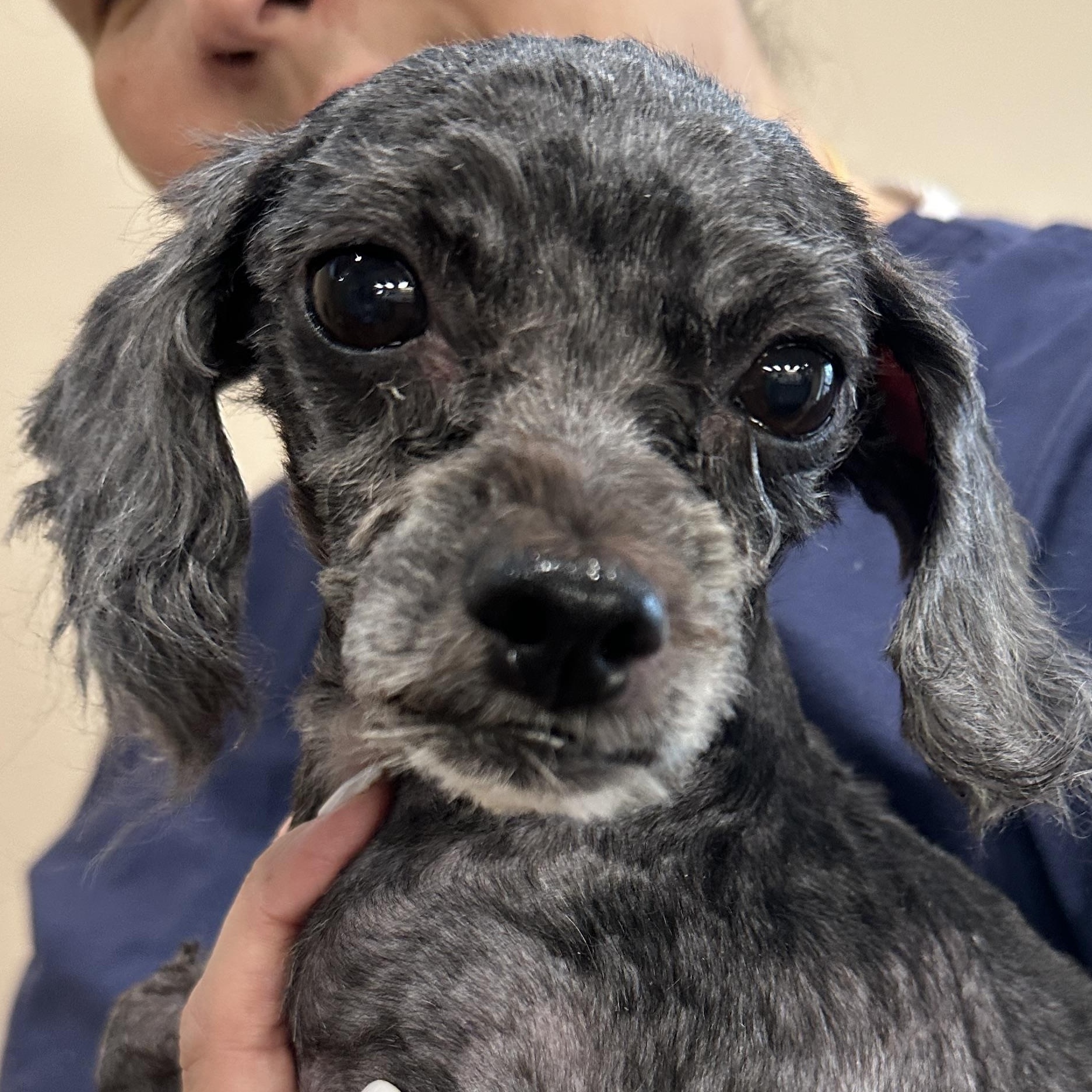 Enlarge Little Bear, an adopted Poodle (Toy) in Stamford, CT image 6/6