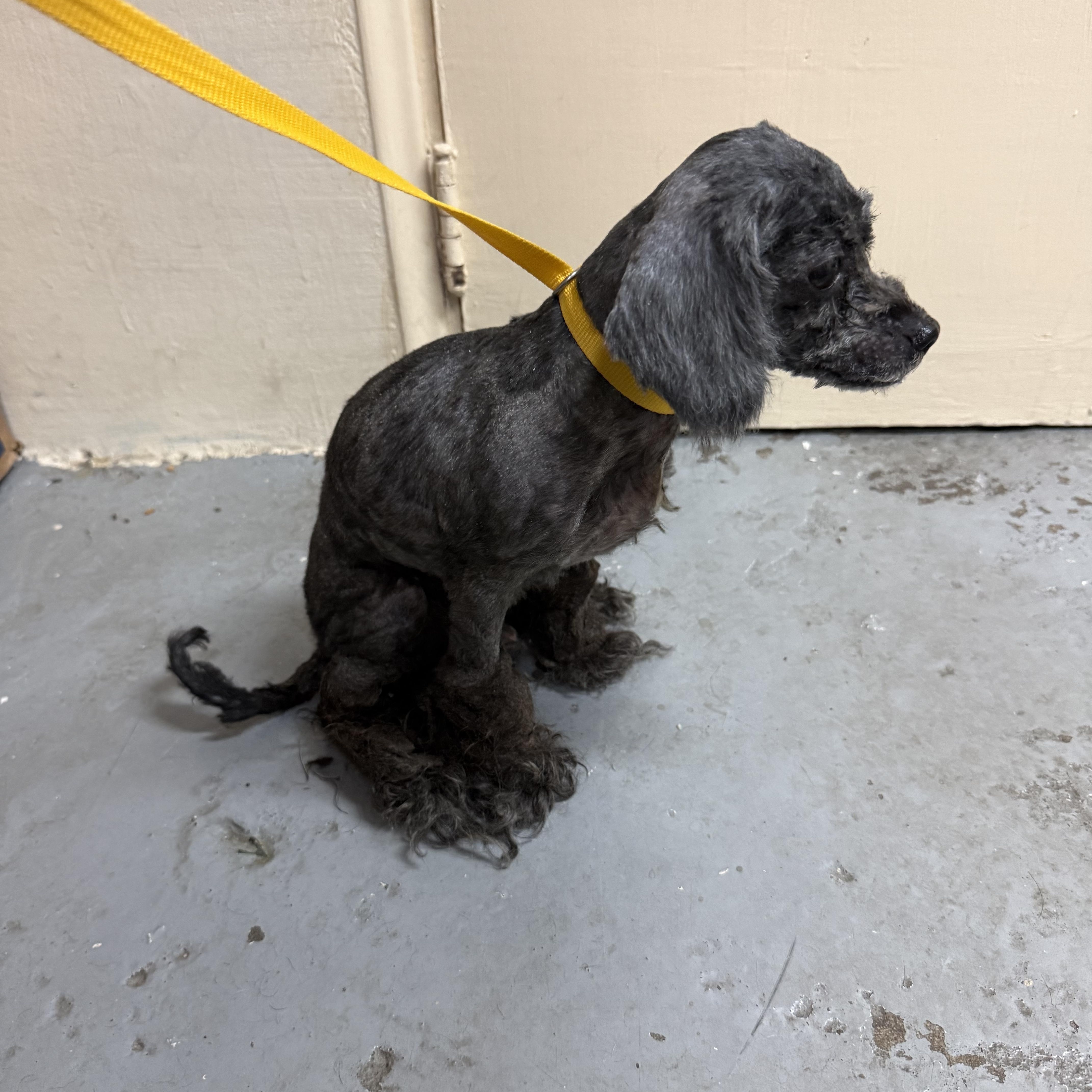 Enlarge Little Bear, an adopted Poodle (Toy) in Stamford, CT image 4/6