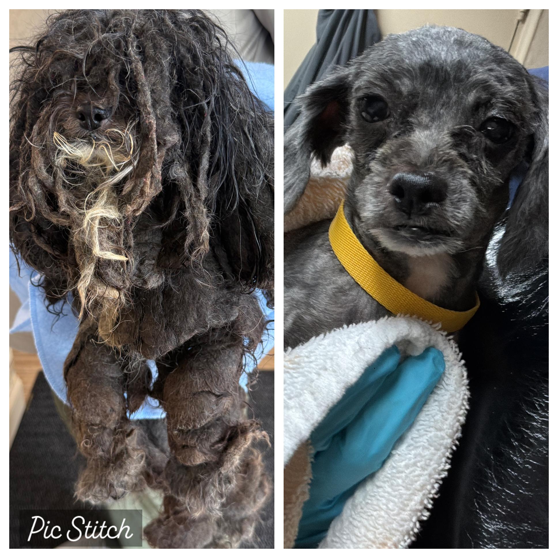 Enlarge Little Bear, an adopted Poodle (Toy) in Stamford, CT image 1/6