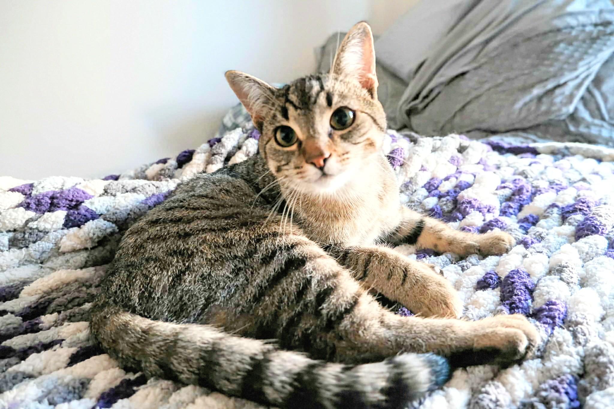 Tina, an adoptable Domestic Short Hair in Winnipeg, MB, R2L 0L6 | Photo Image 5