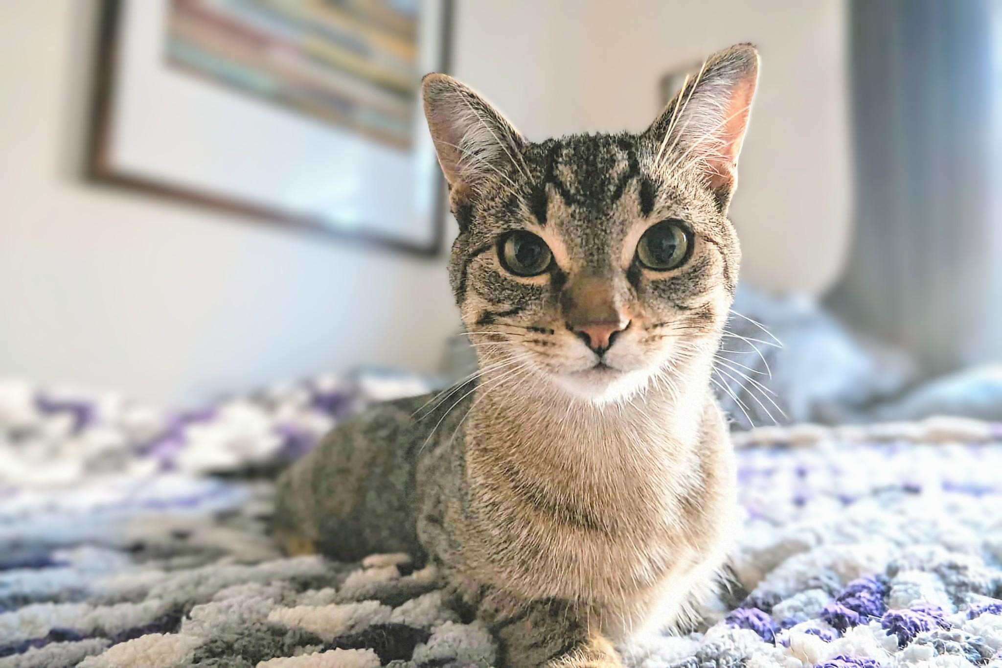 Tina, Adoptable, Young Female Domestic Short Hair.