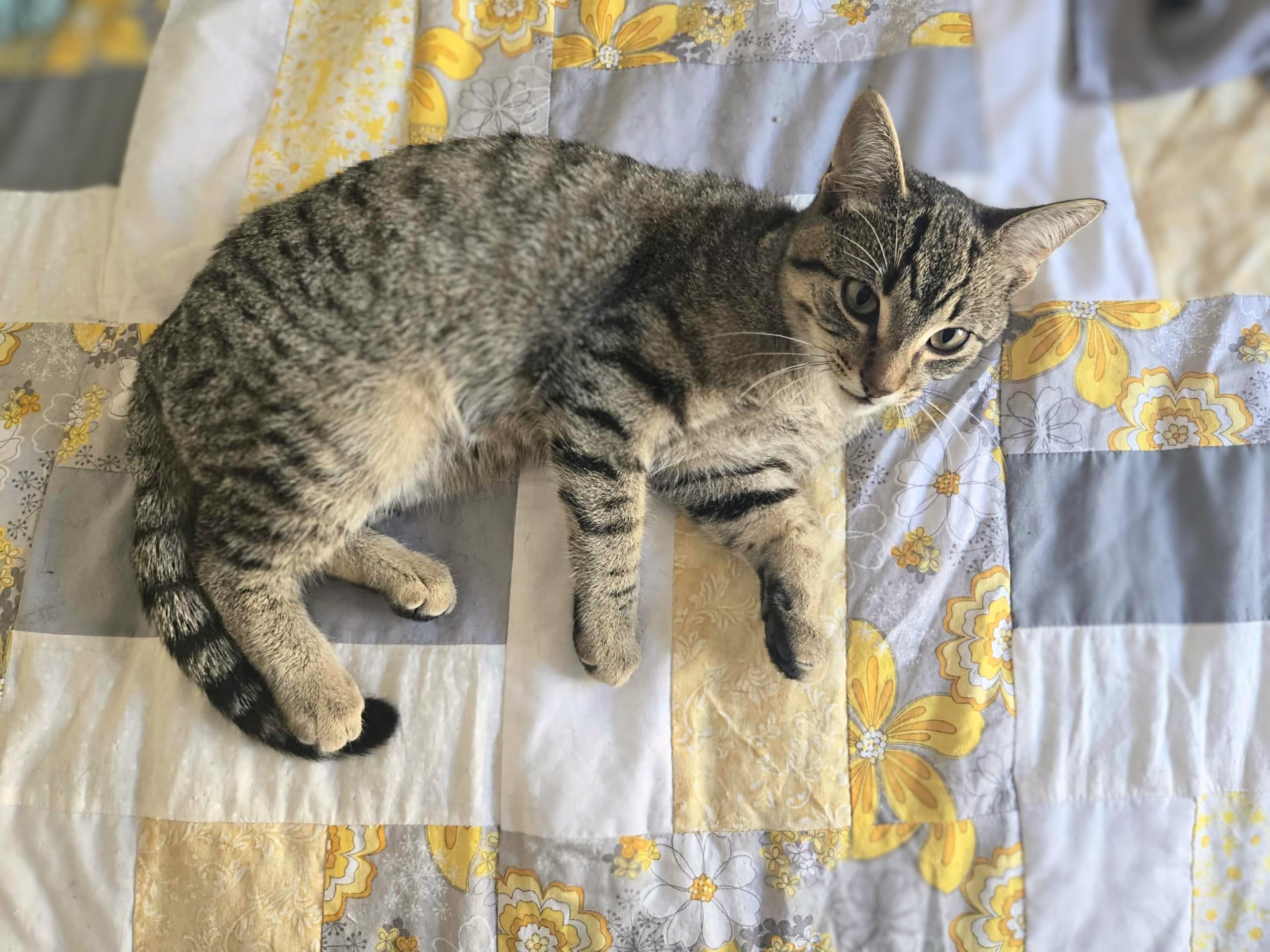 Tina, an adoptable Domestic Short Hair in Winnipeg, MB, R2L 0L6 | Photo Image 6