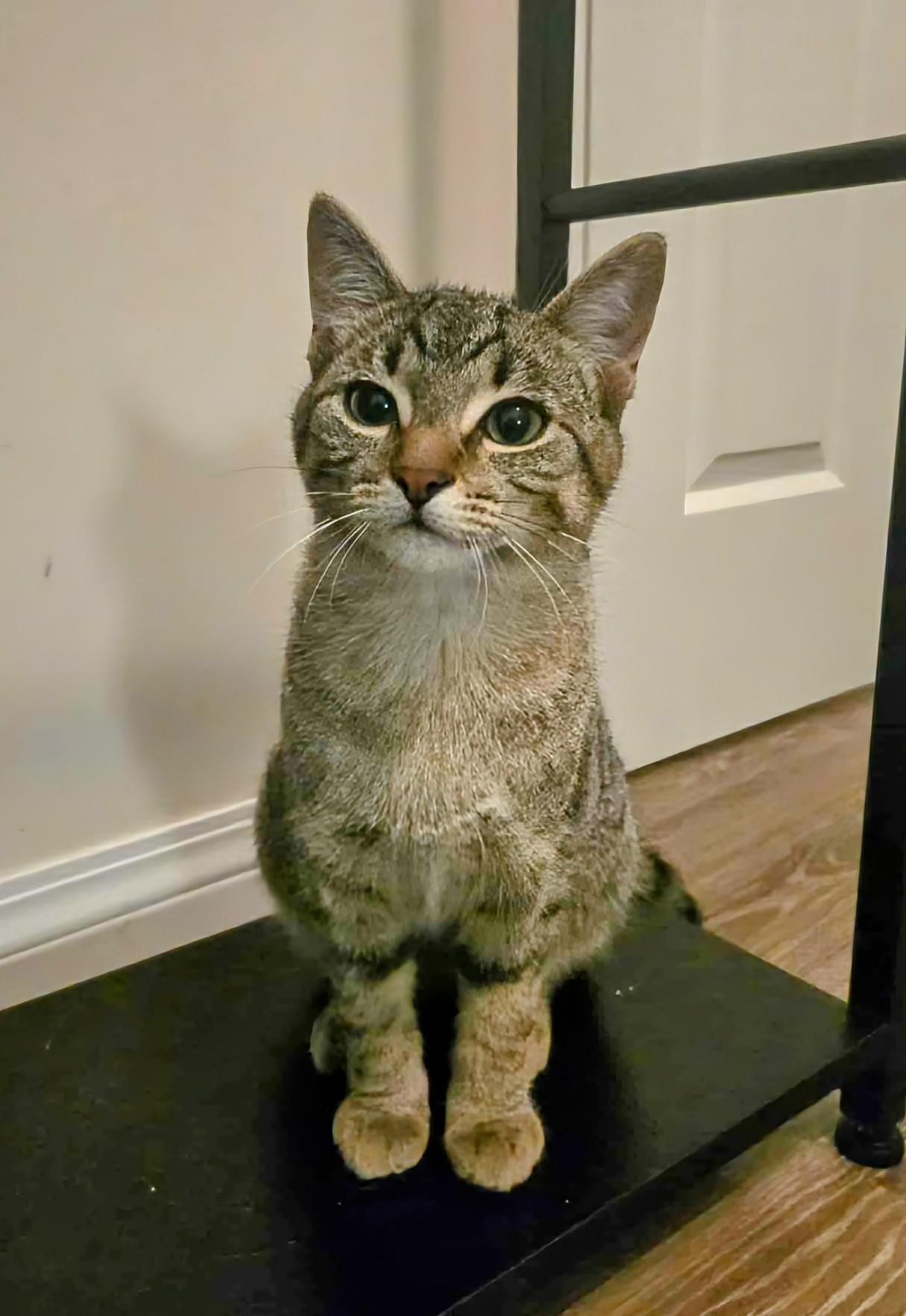 Tina, an adoptable Domestic Short Hair in Winnipeg, MB, R2L 0L6 | Photo Image 3