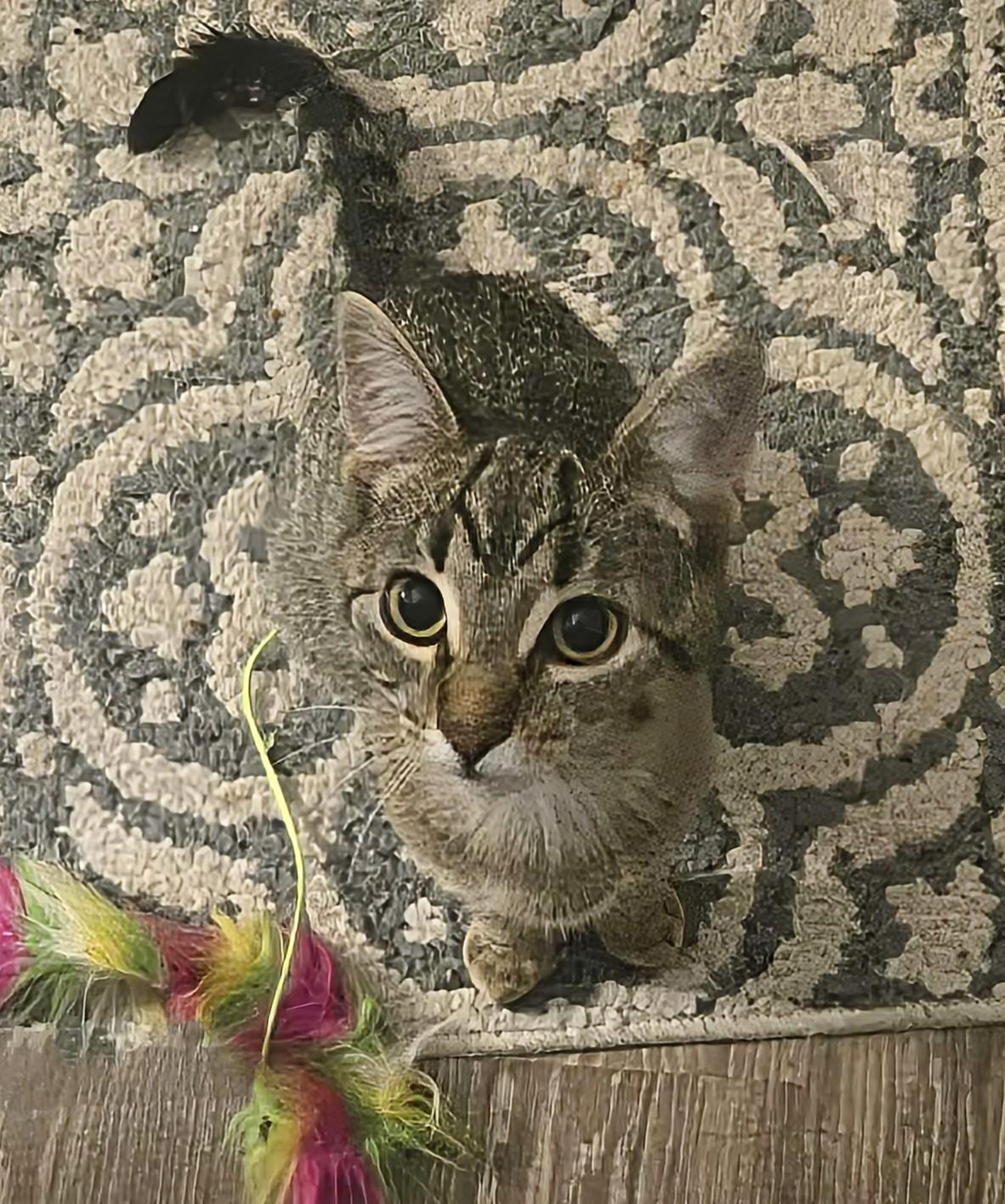 Tina, an adoptable Domestic Short Hair in Winnipeg, MB, R2L 0L6 | Photo Image 5