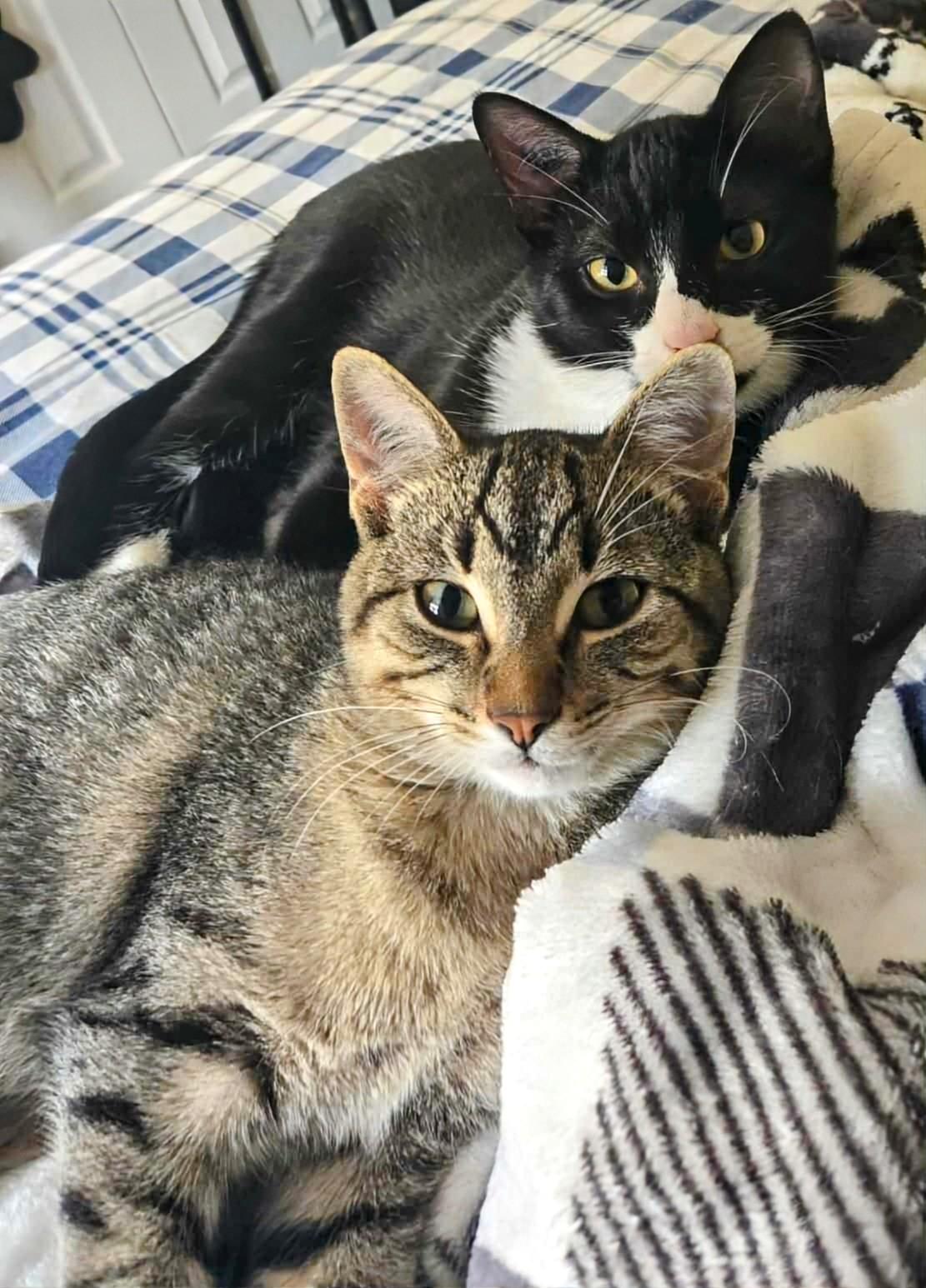 Tina, Adoptable, Young Female Domestic Short Hair.