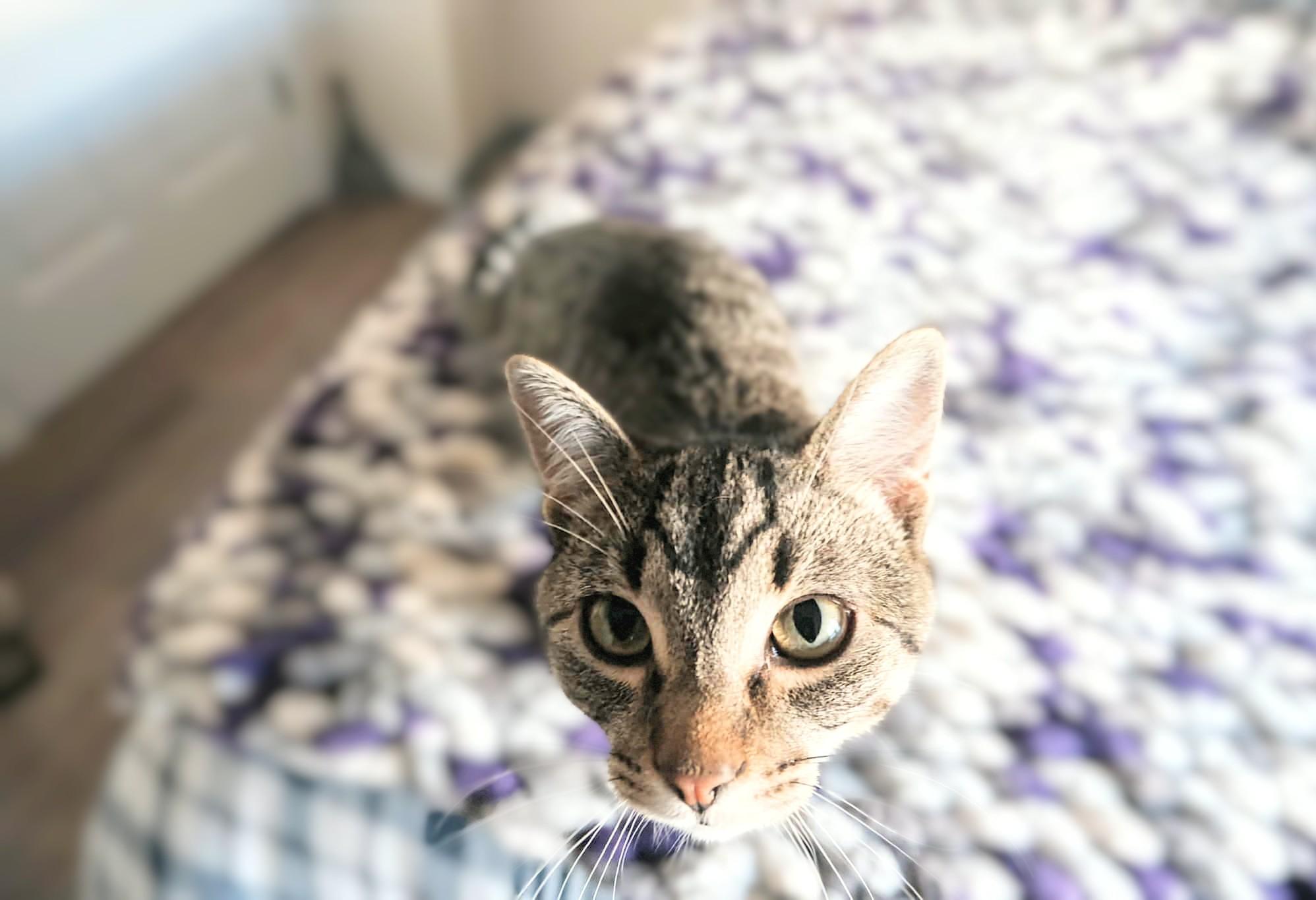 Enlarge Tina, a Adoptable Domestic Short Hair in Winnipeg, MB image 5/5