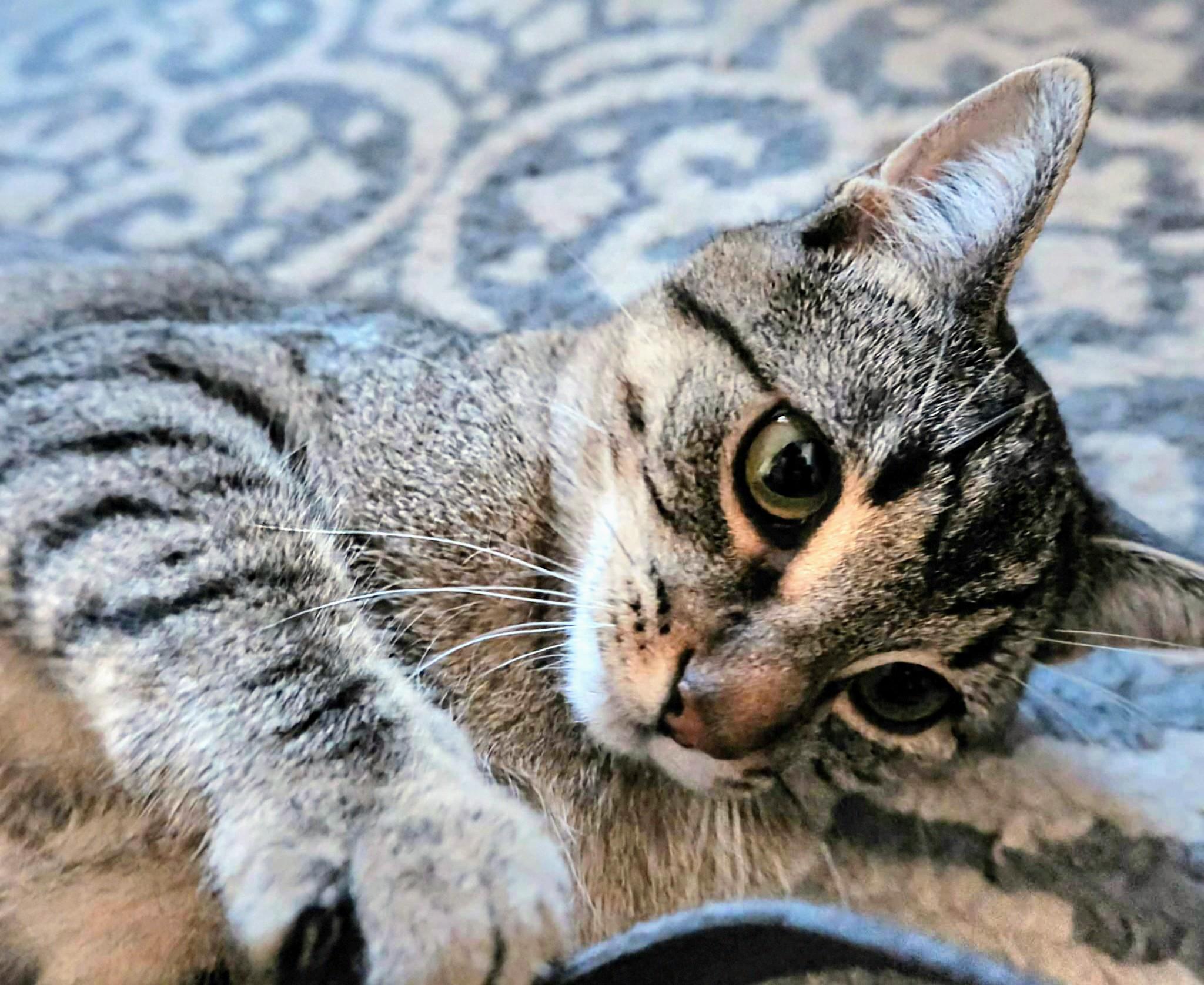 Tina, an adoptable Domestic Short Hair in Winnipeg, MB, R2L 0L6 | Photo Image 1