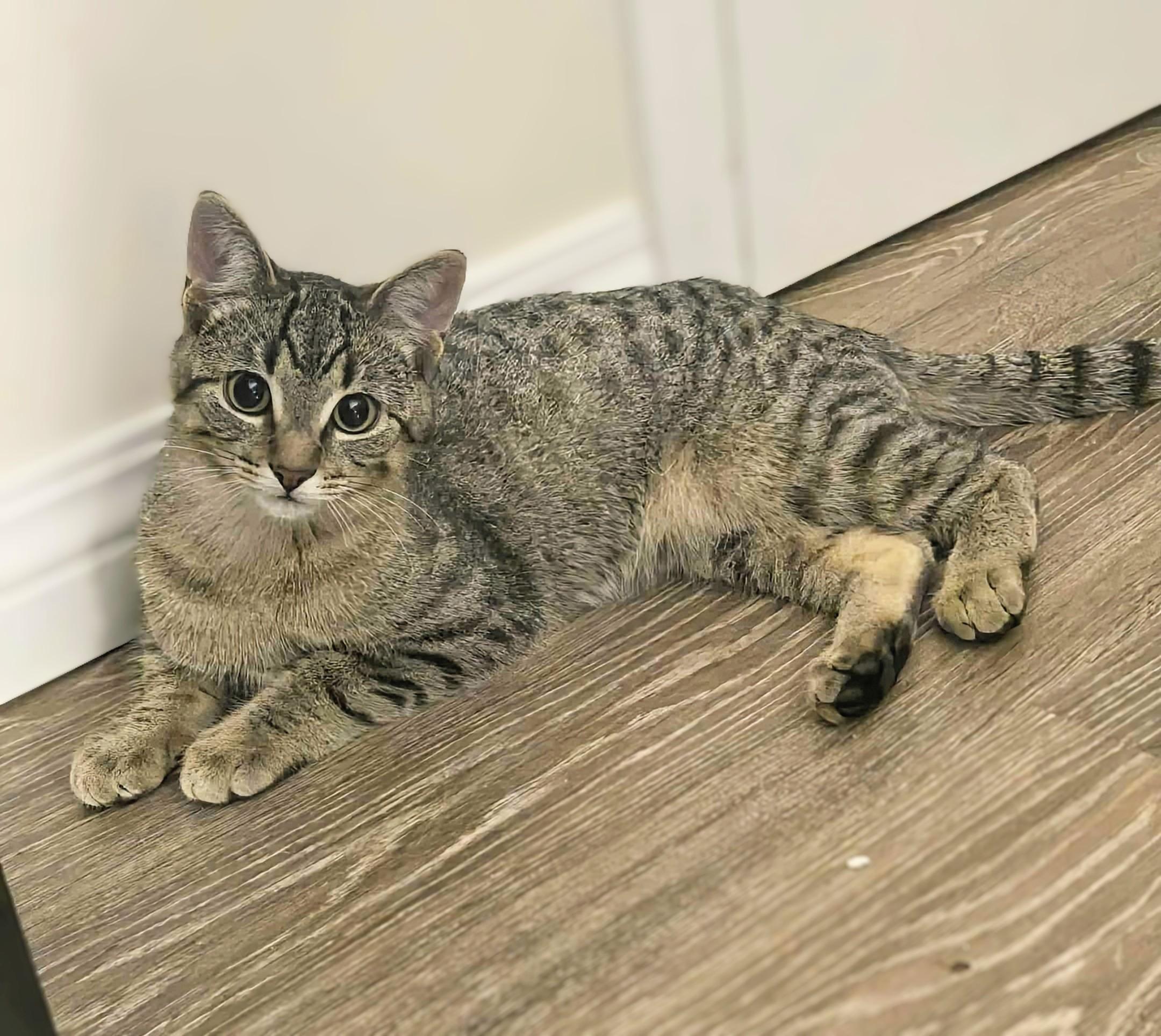 Tina, an adoptable Domestic Short Hair in Winnipeg, MB, R2L 0L6 | Photo Image 4