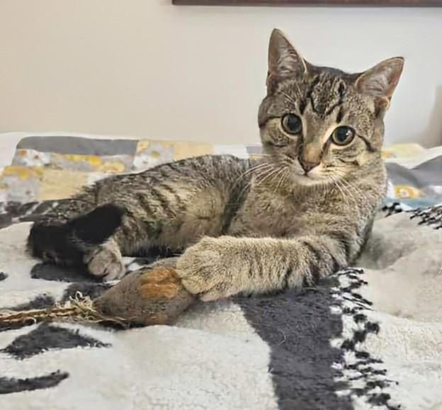 Tina, an adoptable Domestic Short Hair in Winnipeg, MB, R2L 0L6 | Photo Image 2