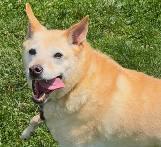 Duke, ADOPTABLE, Senior Male Labrador Retriever & Husky.