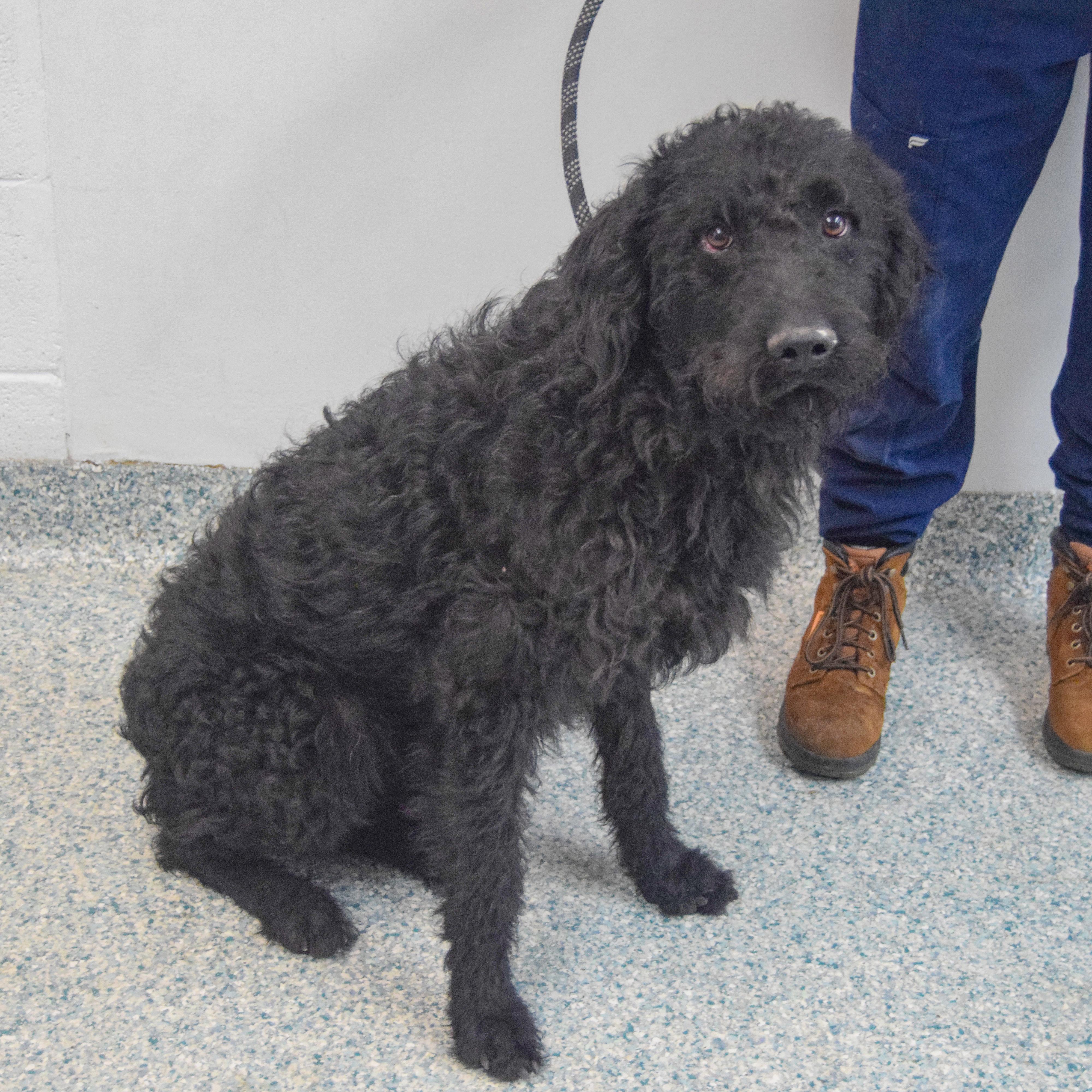 John, an adopted mixed breed in Huntley, IL image 3/4