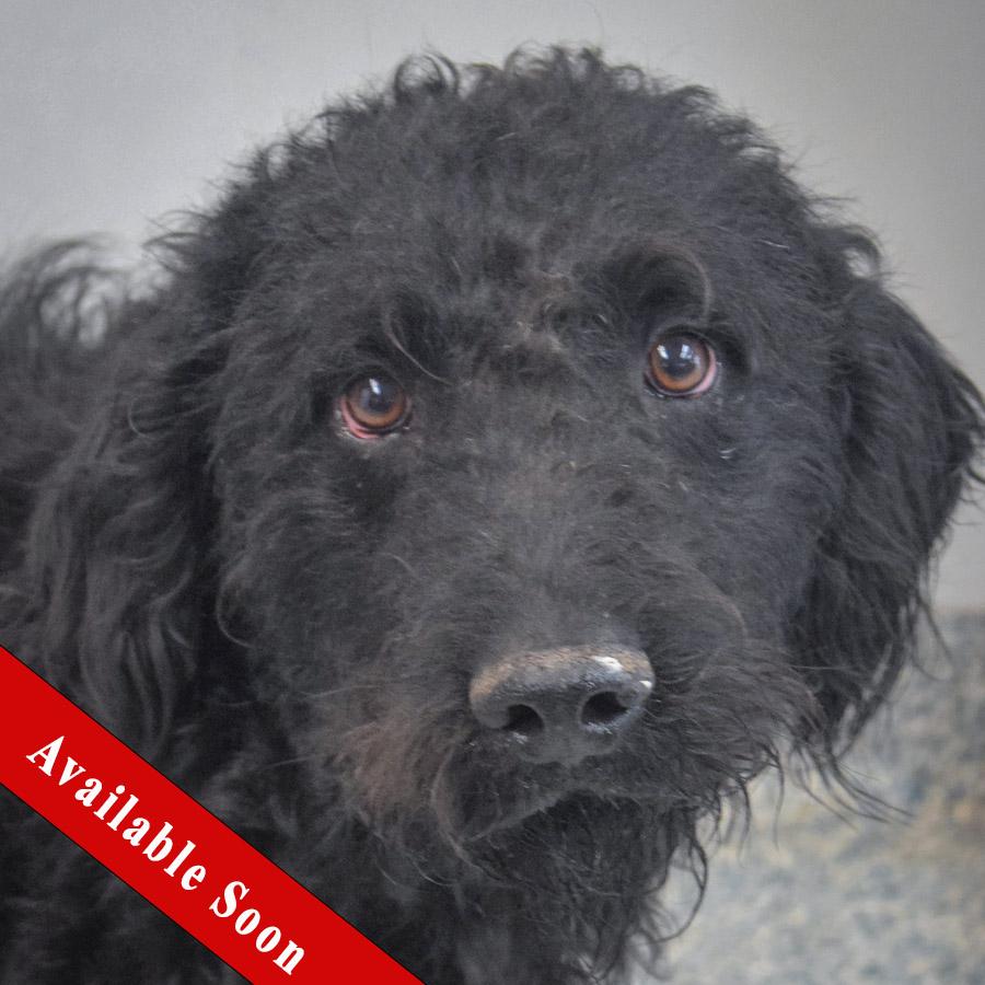 John, an adopted mixed breed in Huntley, IL image 1/4