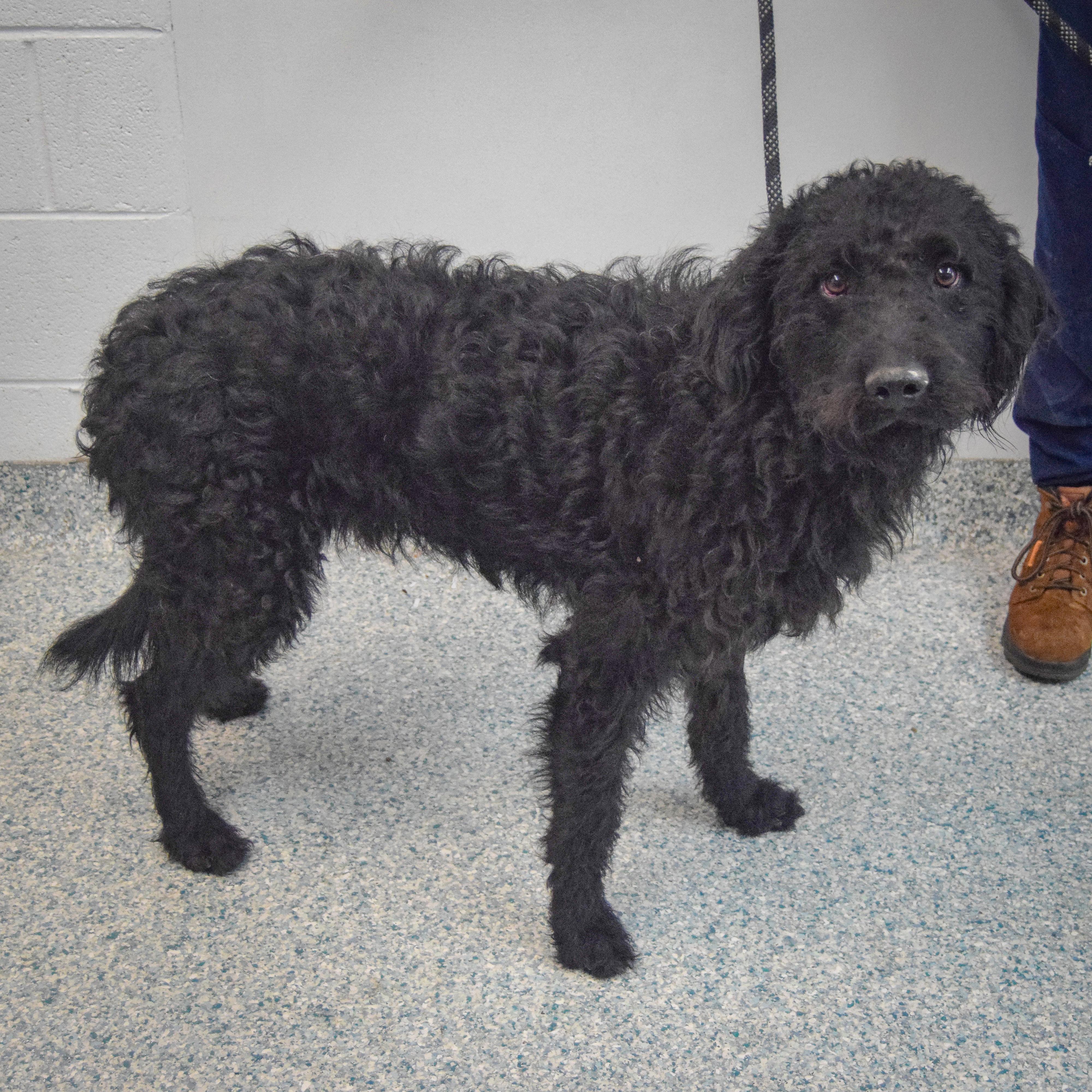 John, an adopted mixed breed in Huntley, IL image 2/4