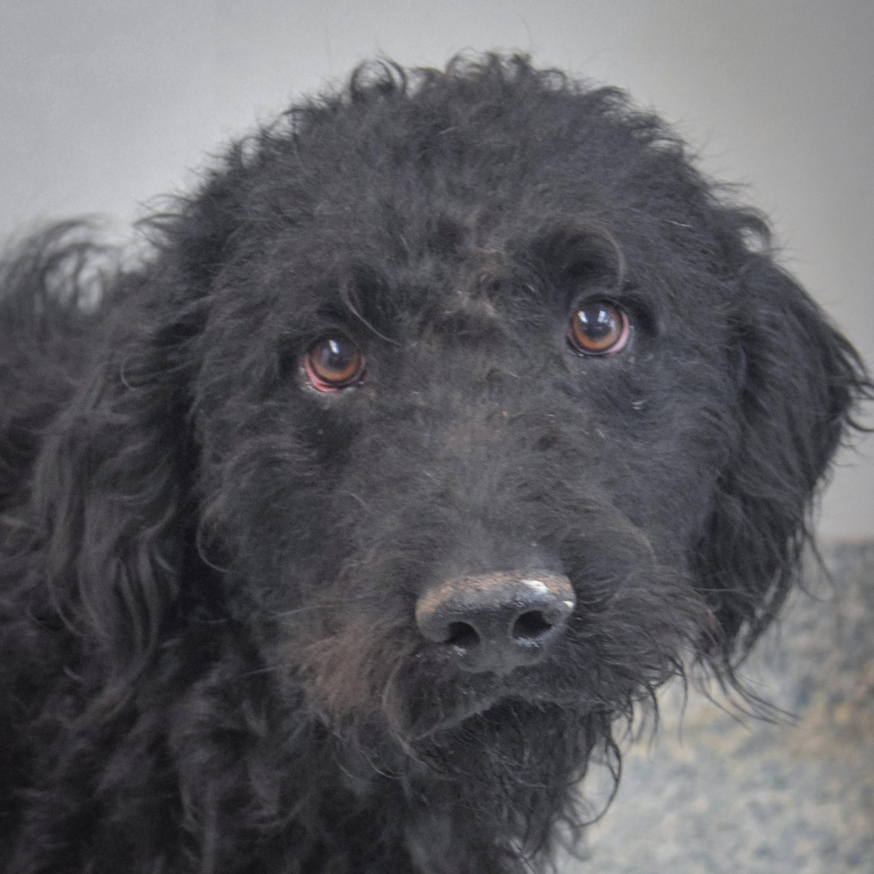John, an adopted mixed breed in Huntley, IL image 4/4