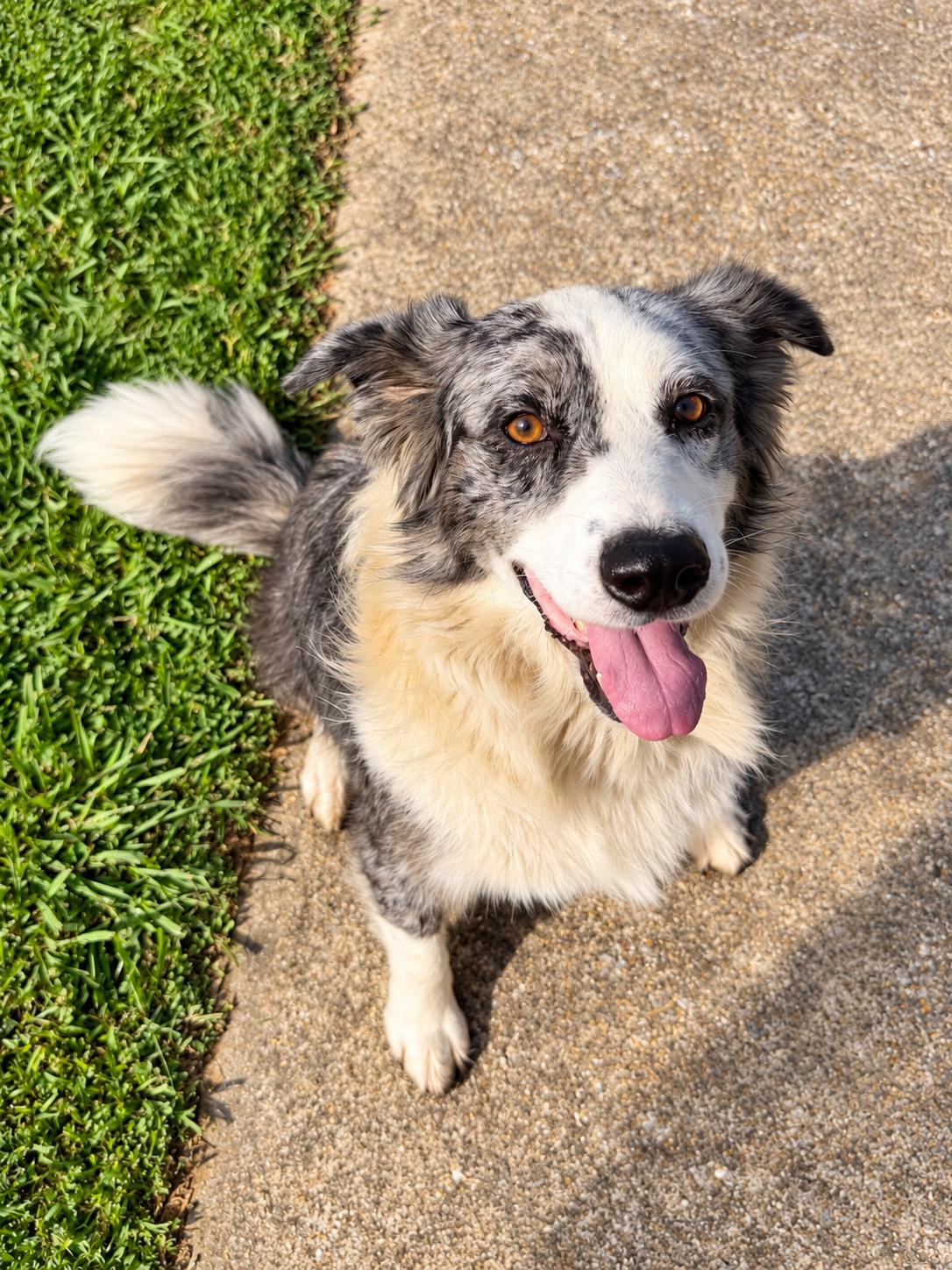 Enlarge Gus, a Adoptable mixed breed in Pembroke, MA image 2/5