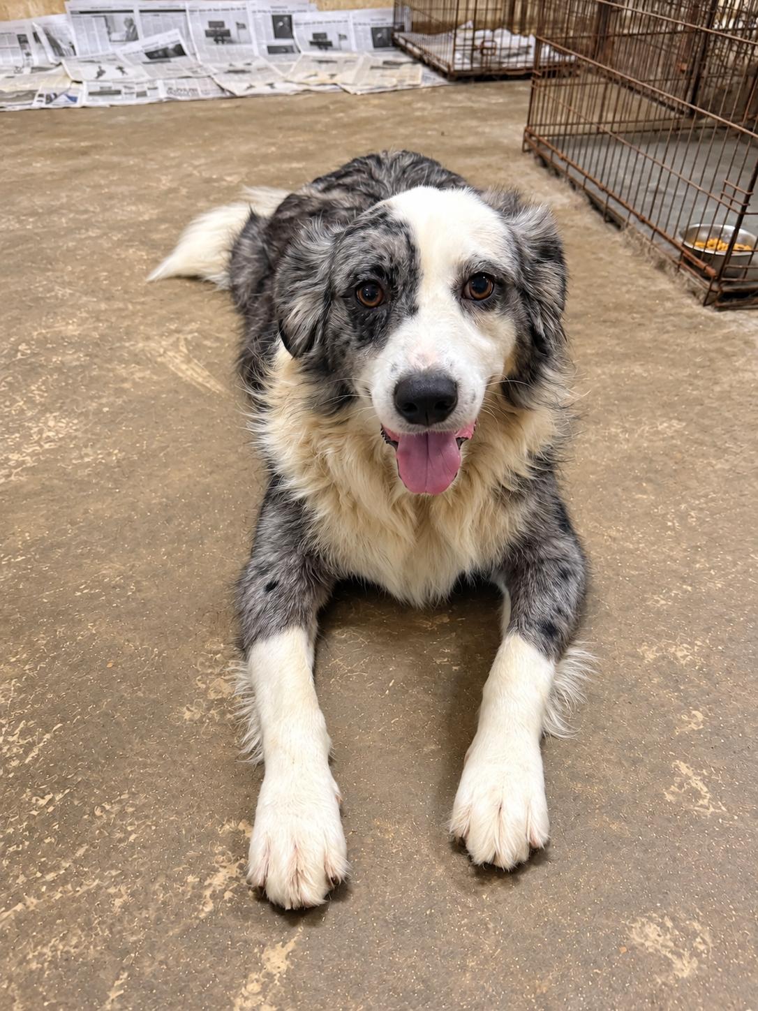 Gus, Adoptable, Young Male Australian Cattle Dog / Blue Heeler.