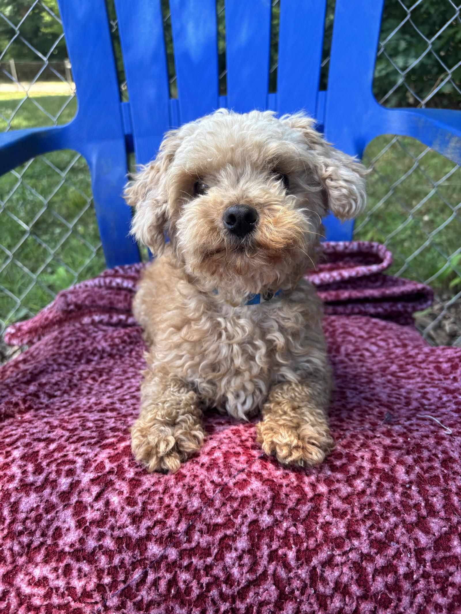 Enlarge Fritz Mar 26, a Adoptable Poodle in Pacolet, SC image 1/3
