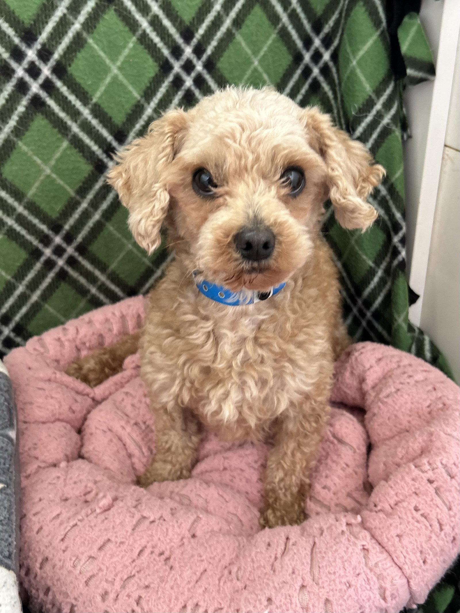 Enlarge Fritz Mar 26, a Adoptable Poodle in Pacolet, SC image 2/3