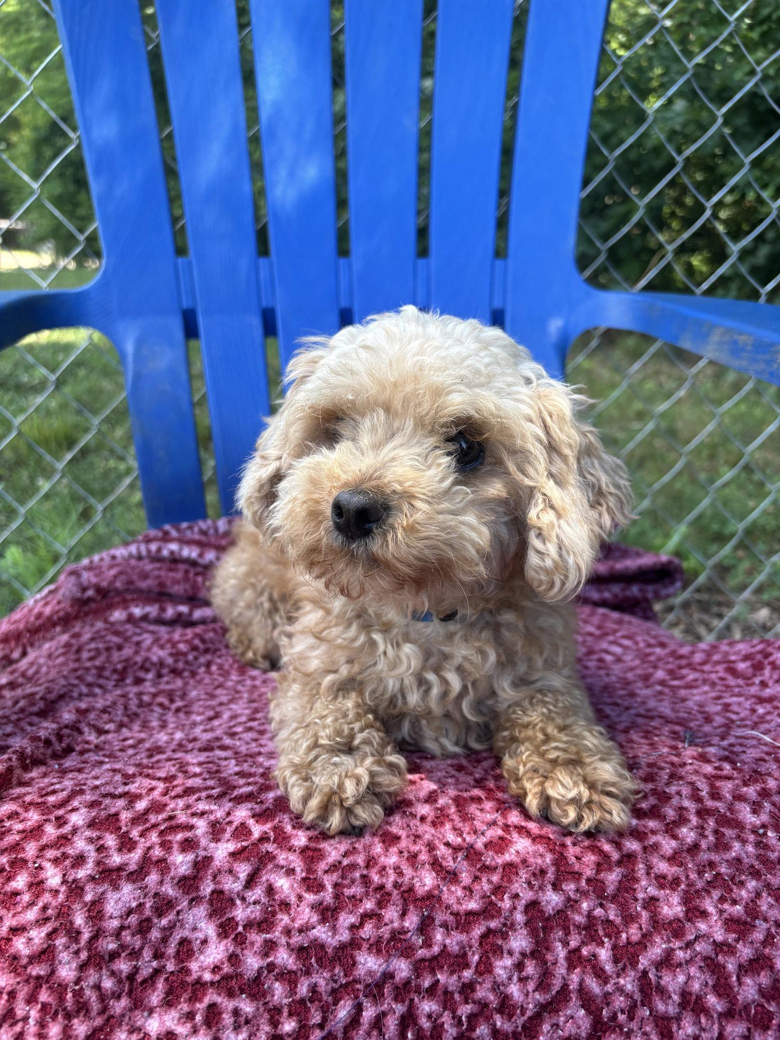 Enlarge Fritz Mar 26, a Adoptable Poodle in Pacolet, SC image 3/3