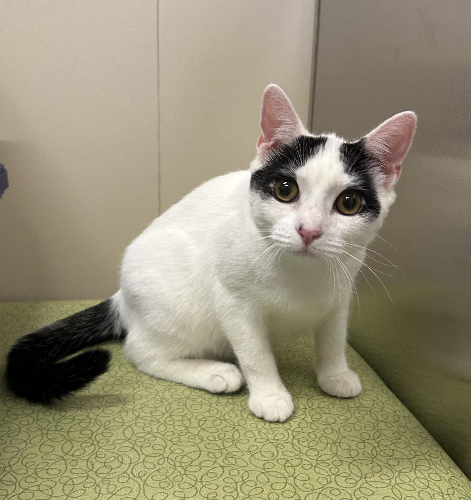 Chester, Adoptable, Young Male Domestic Short Hair.