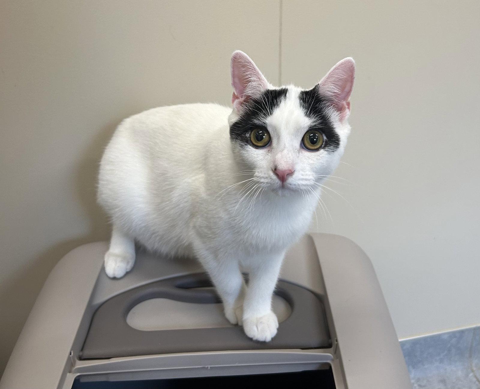 Enlarge Chester, a Adoptable Domestic Short Hair in Arlington, VT image 2/2