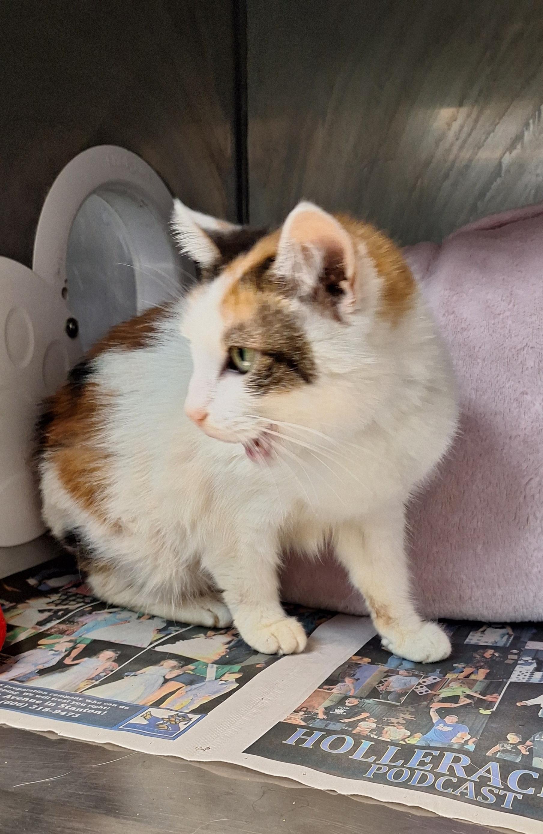 Enlarge Kahlessi - a senior cat, a ADOPTABLE Calico in Stanton, KY image 3/5