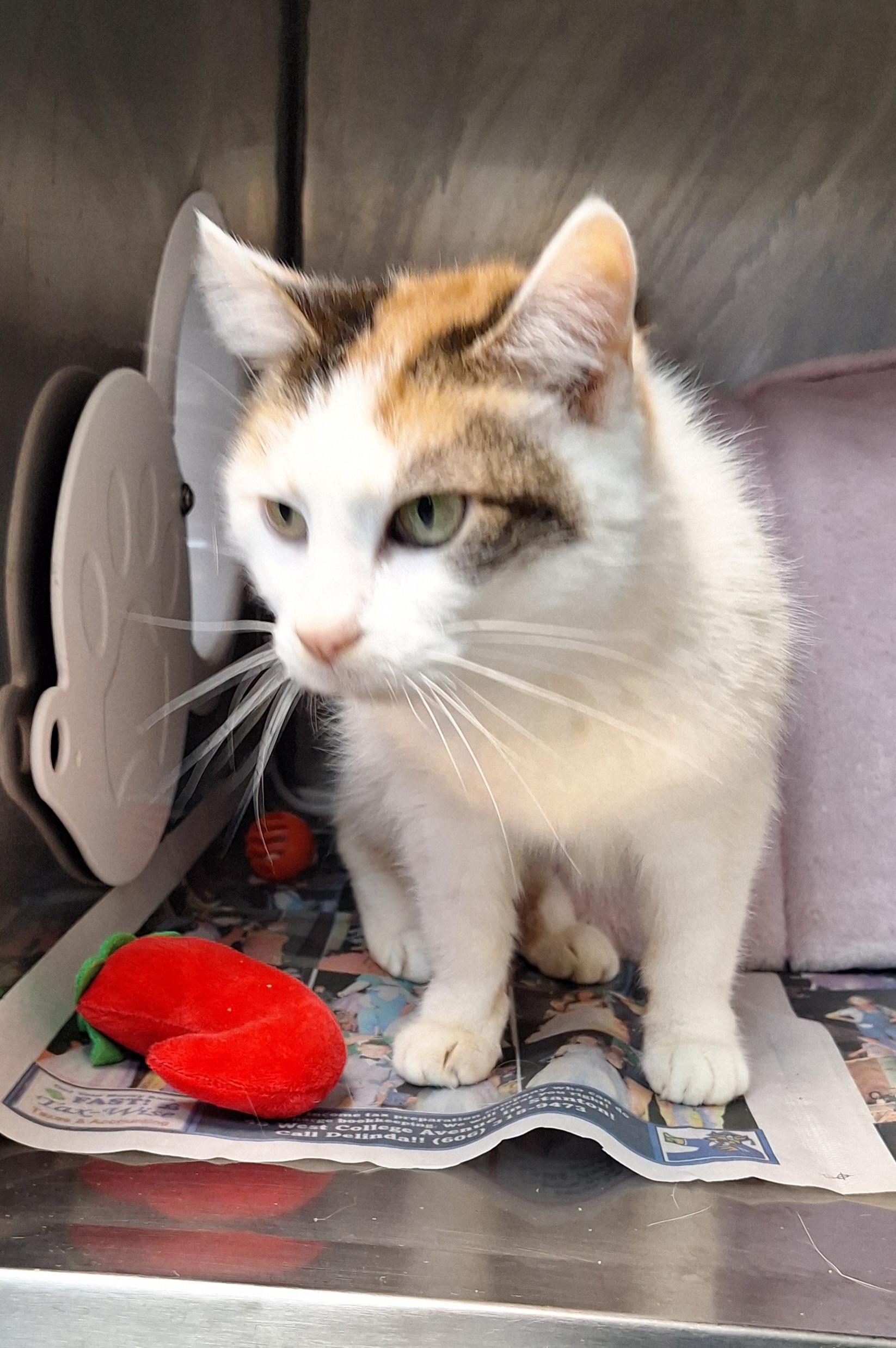Enlarge Kahlessi - a senior cat, a ADOPTABLE Calico in Stanton, KY image 1/5
