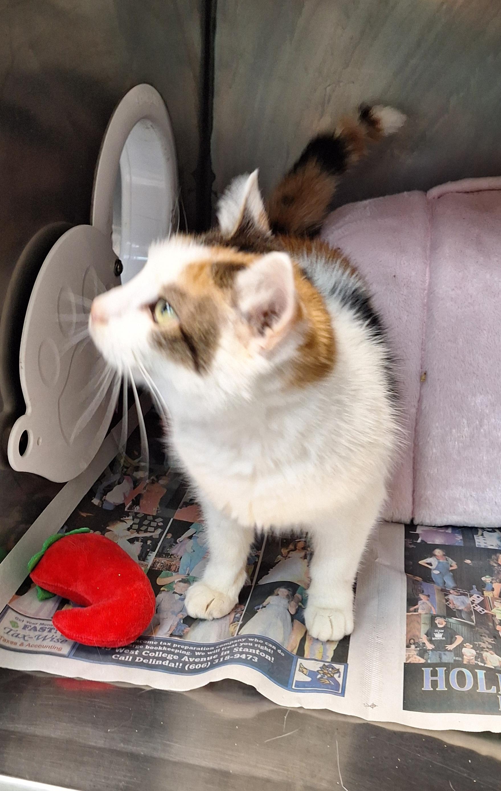 Enlarge Kahlessi - a senior cat, a ADOPTABLE Calico in Stanton, KY image 2/5