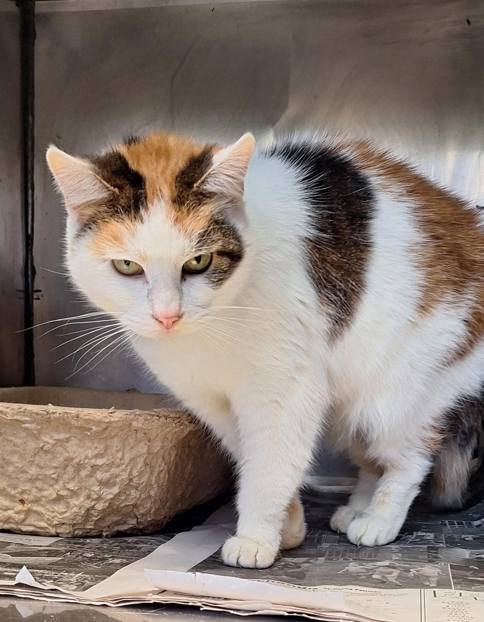Kahlessi - a senior cat, a ADOPTABLE Calico in Stanton, KY image 2/6