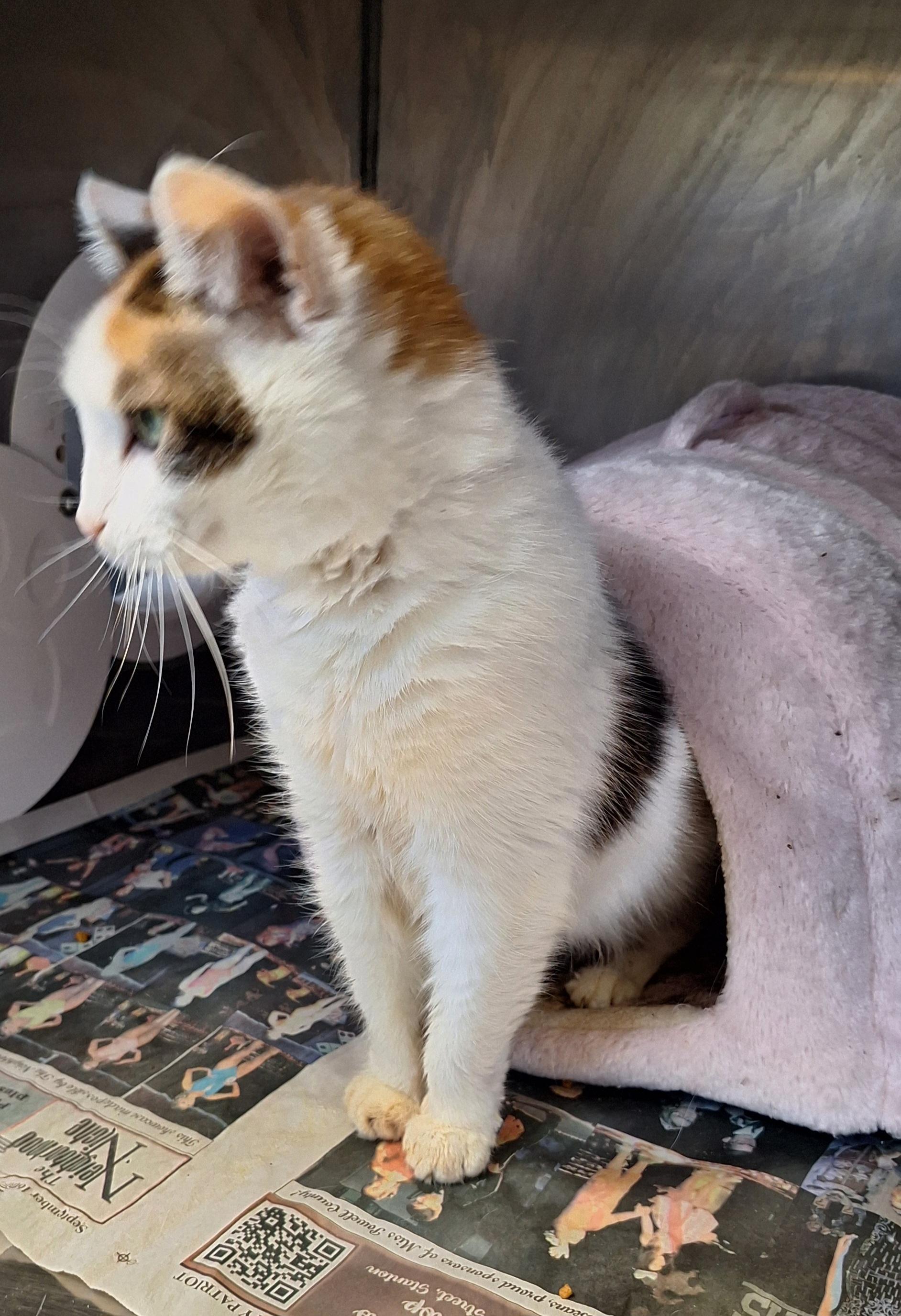 Enlarge Kahlessi - a senior cat, a ADOPTABLE Calico in Stanton, KY image 5/5