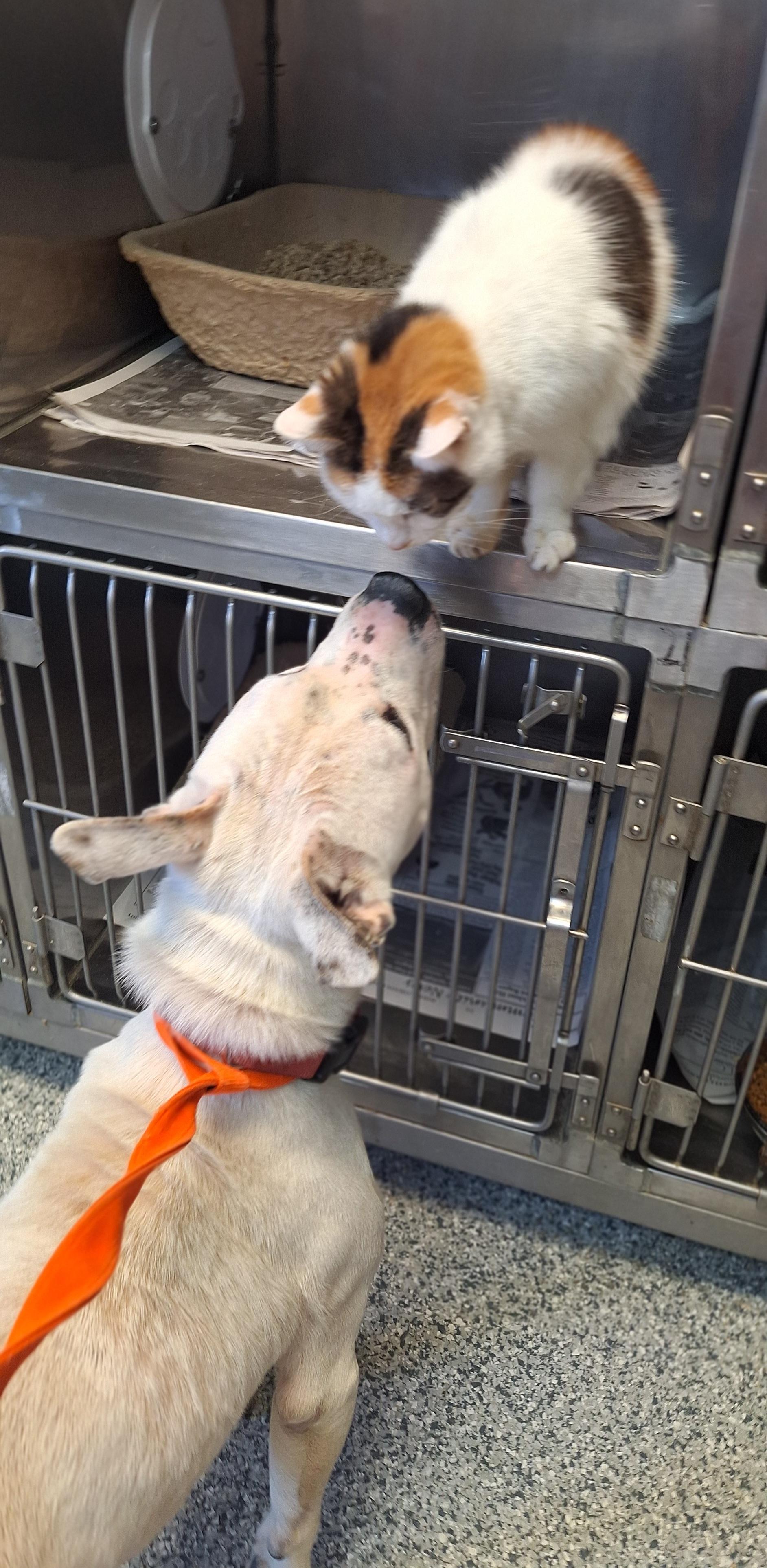 Kahlessi - a senior cat, a ADOPTABLE Calico in Stanton, KY image 6/6