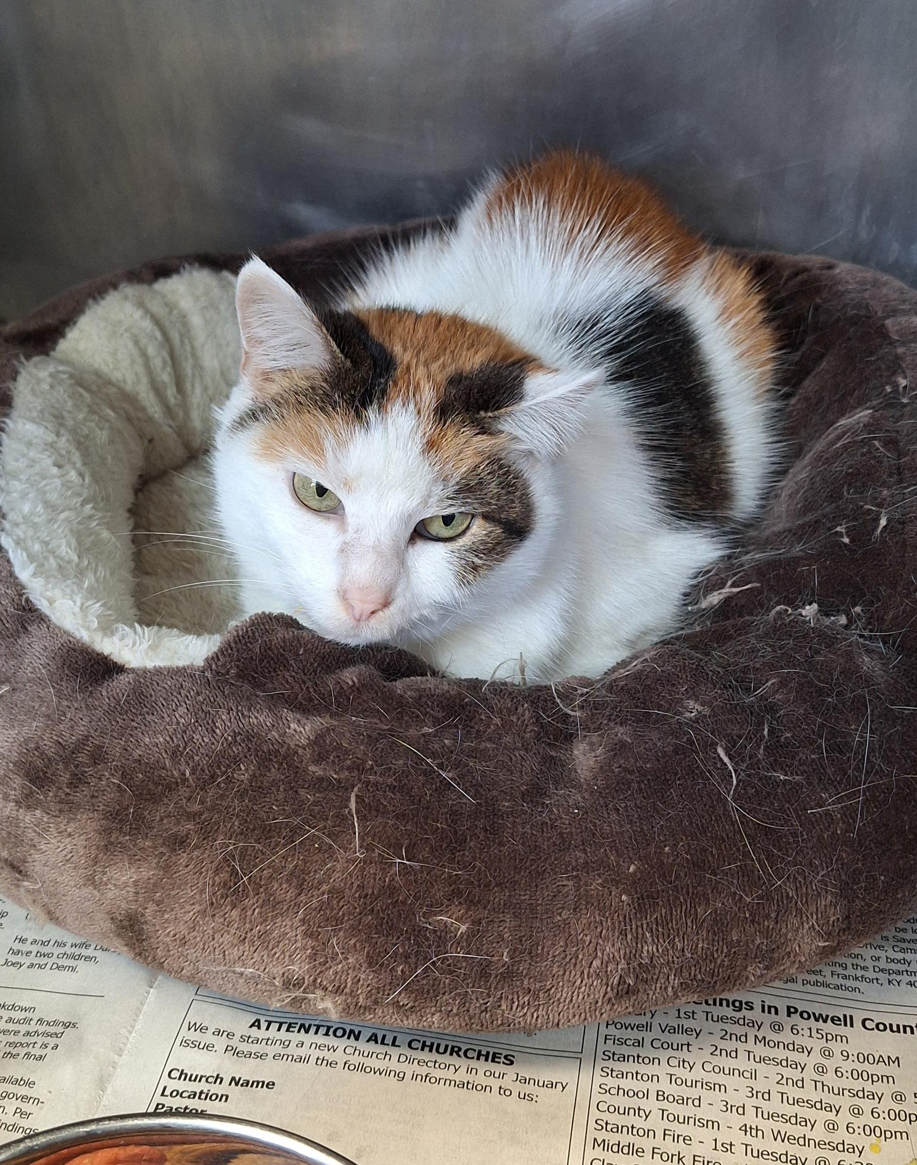 Kahlessi - a senior cat, ADOPTABLE, Senior Female Calico.