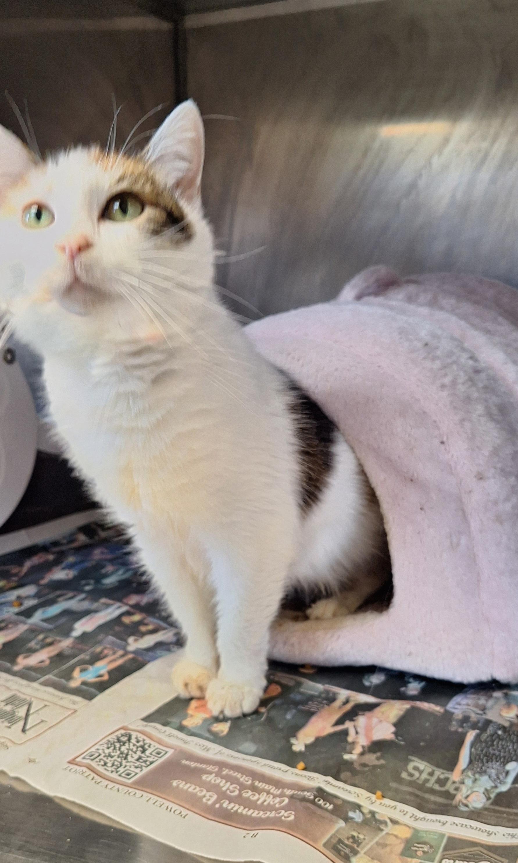 Enlarge Kahlessi - a senior cat, a ADOPTABLE Calico in Stanton, KY image 4/5