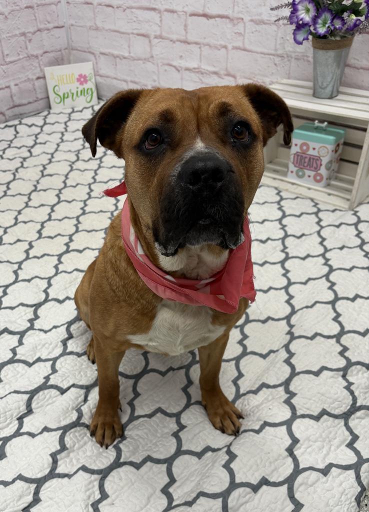 Enlarge Skittles, a Adoptable mixed breed in Detroit, MI image 1/6
