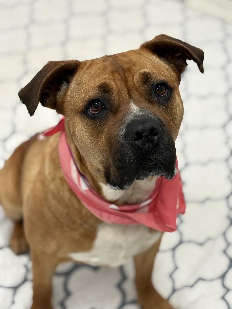 Enlarge Skittles, a Adoptable mixed breed in Detroit, MI image 2/6