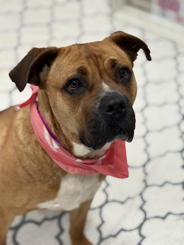 Enlarge Skittles, a Adoptable mixed breed in Detroit, MI image 3/6