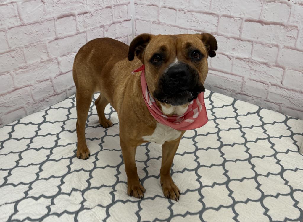 Enlarge Skittles, a Adoptable mixed breed in Detroit, MI image 4/6