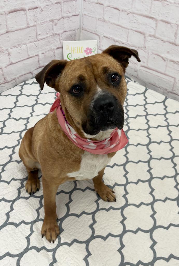 Enlarge Skittles, a Adoptable mixed breed in Detroit, MI image 5/6
