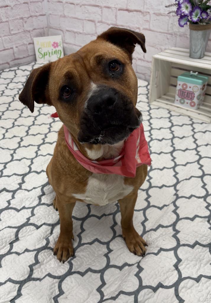 Enlarge Skittles, a Adoptable mixed breed in Detroit, MI image 6/6