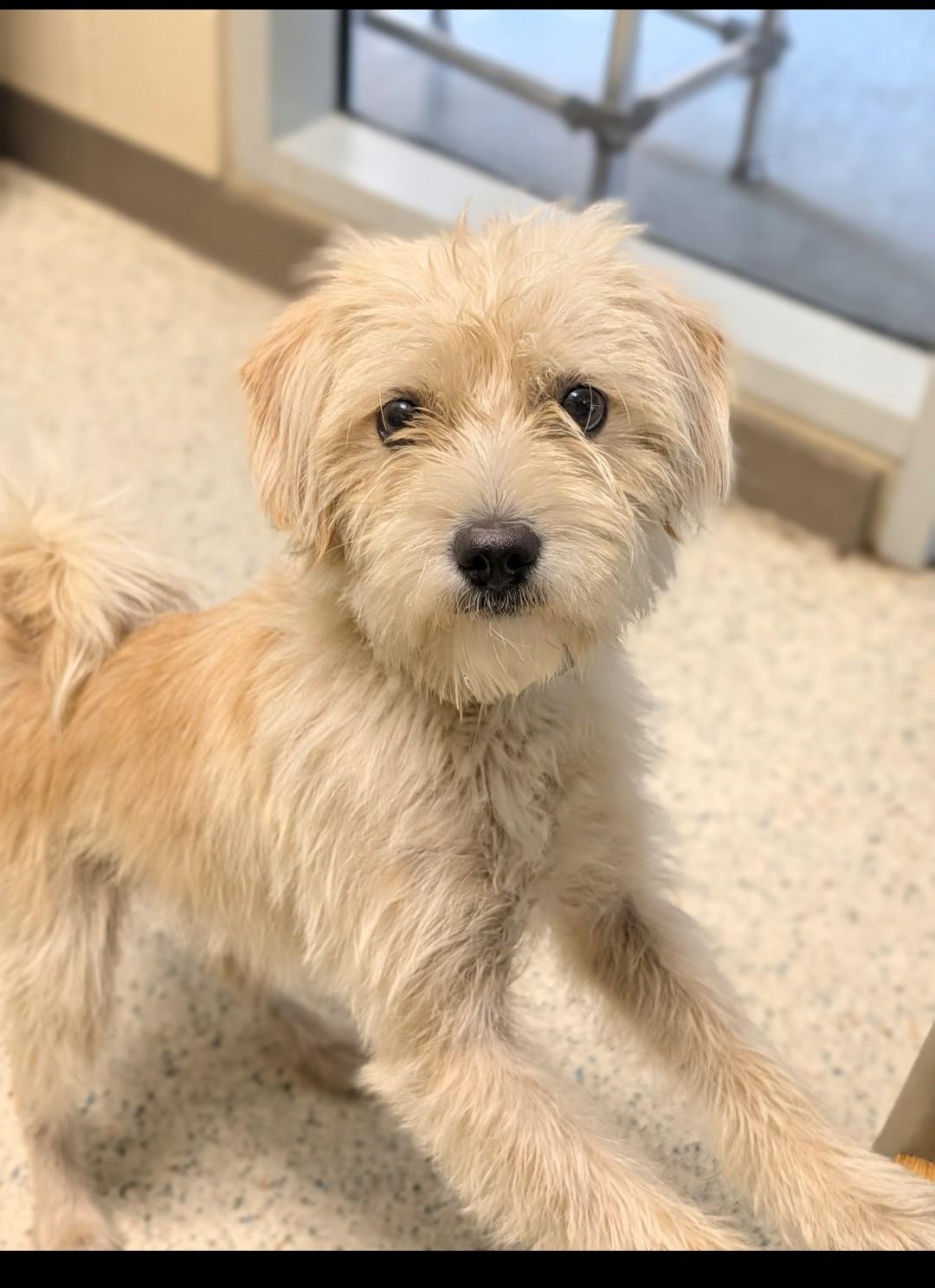 Tazz, a Adoptable mixed breed in Baton Rouge, LA image 1/3